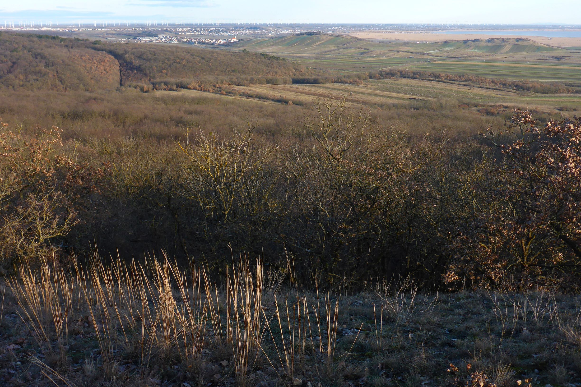 P2490788 winden - königsberg, 2021-02-04, blick zu junger- und hackelsberg; stipa capillata.JPG