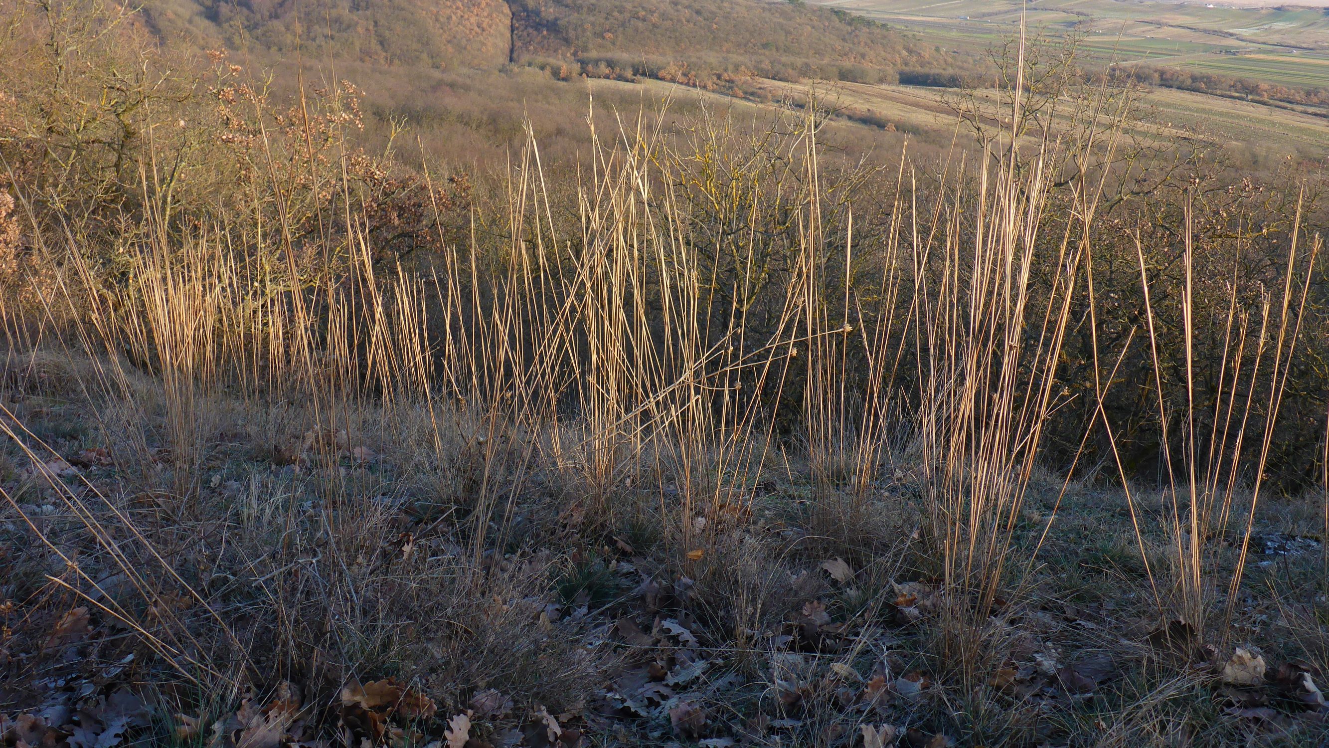 P2490790 winden - königsberg, 2021-02-04, stipa capillata.JPG