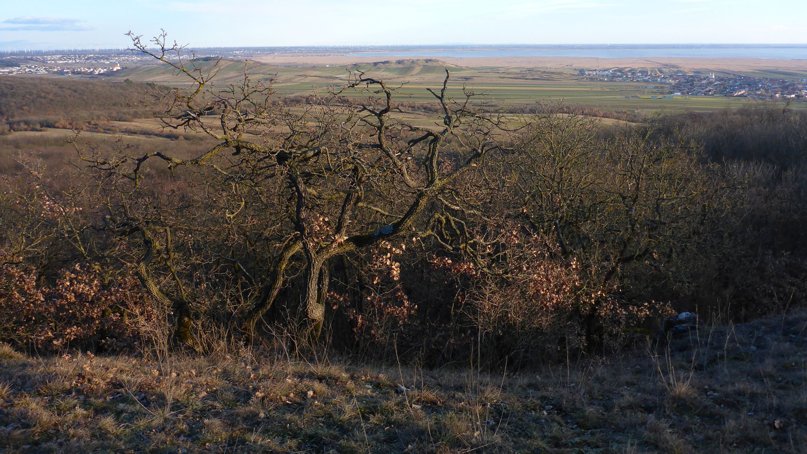 P2490796 winden - königsberg, 2021-02-04, blick zu junger- und hackelsberg; quercus pubescens.JPG