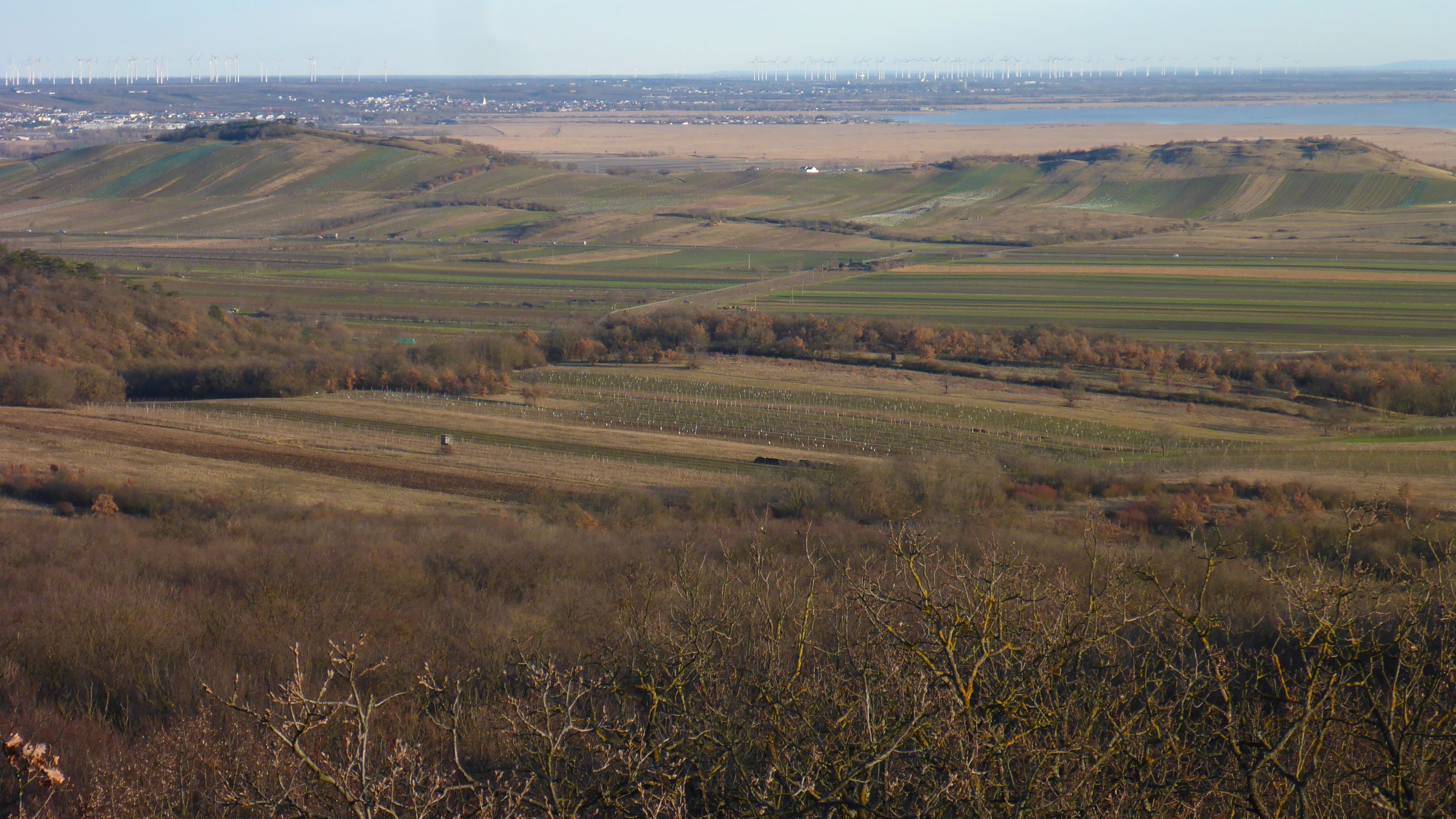 P2490800 winden - königsberg, 2021-02-04, blick zu junger- und hackelsberg; im mittelgrund durchwandertes gebiet.JPG