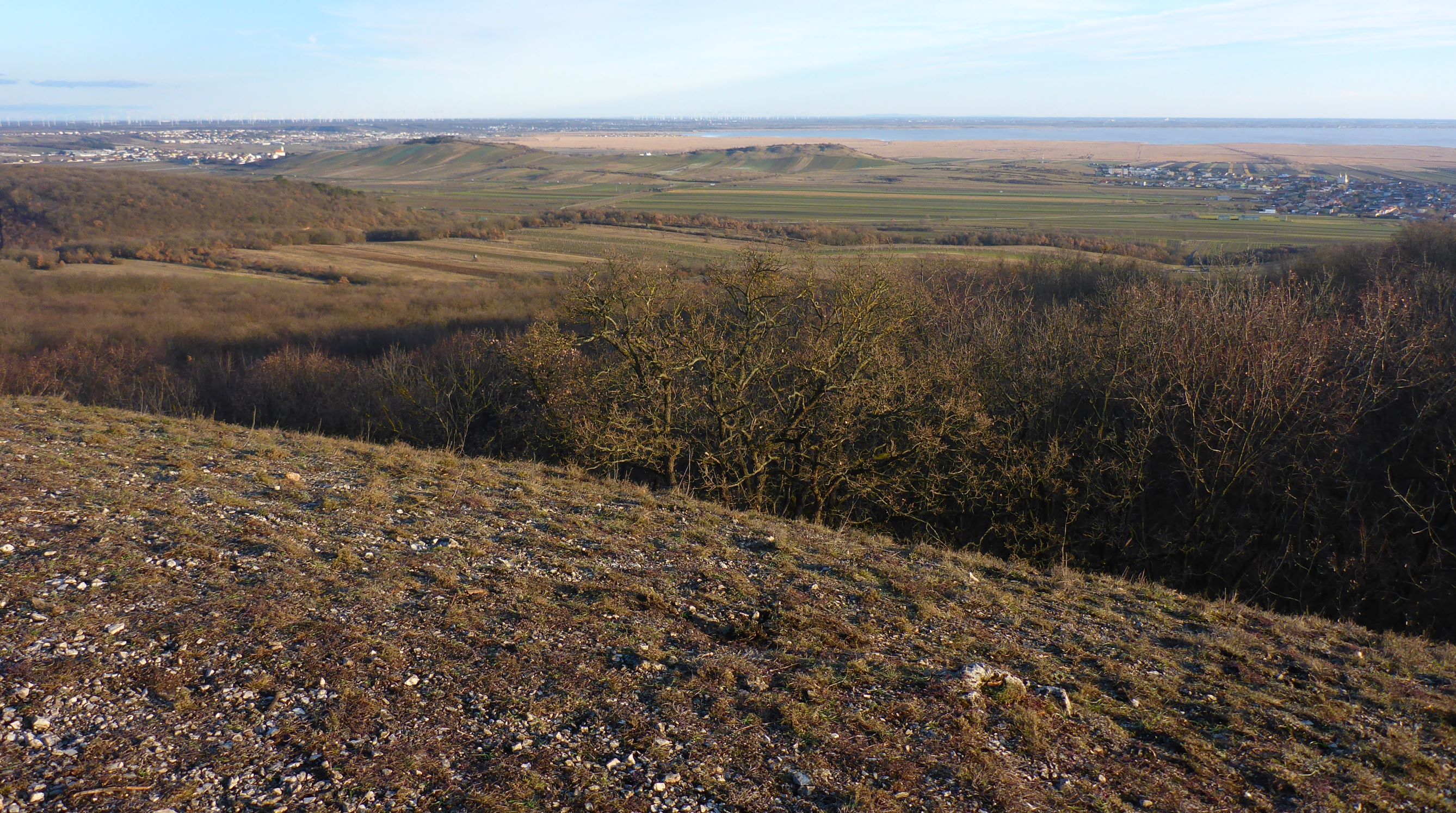 P2490841 winden - königsberg, 2021-02-04, blick zu junger-, hackelsberg und winden; kalk-trockenrasen.JPG