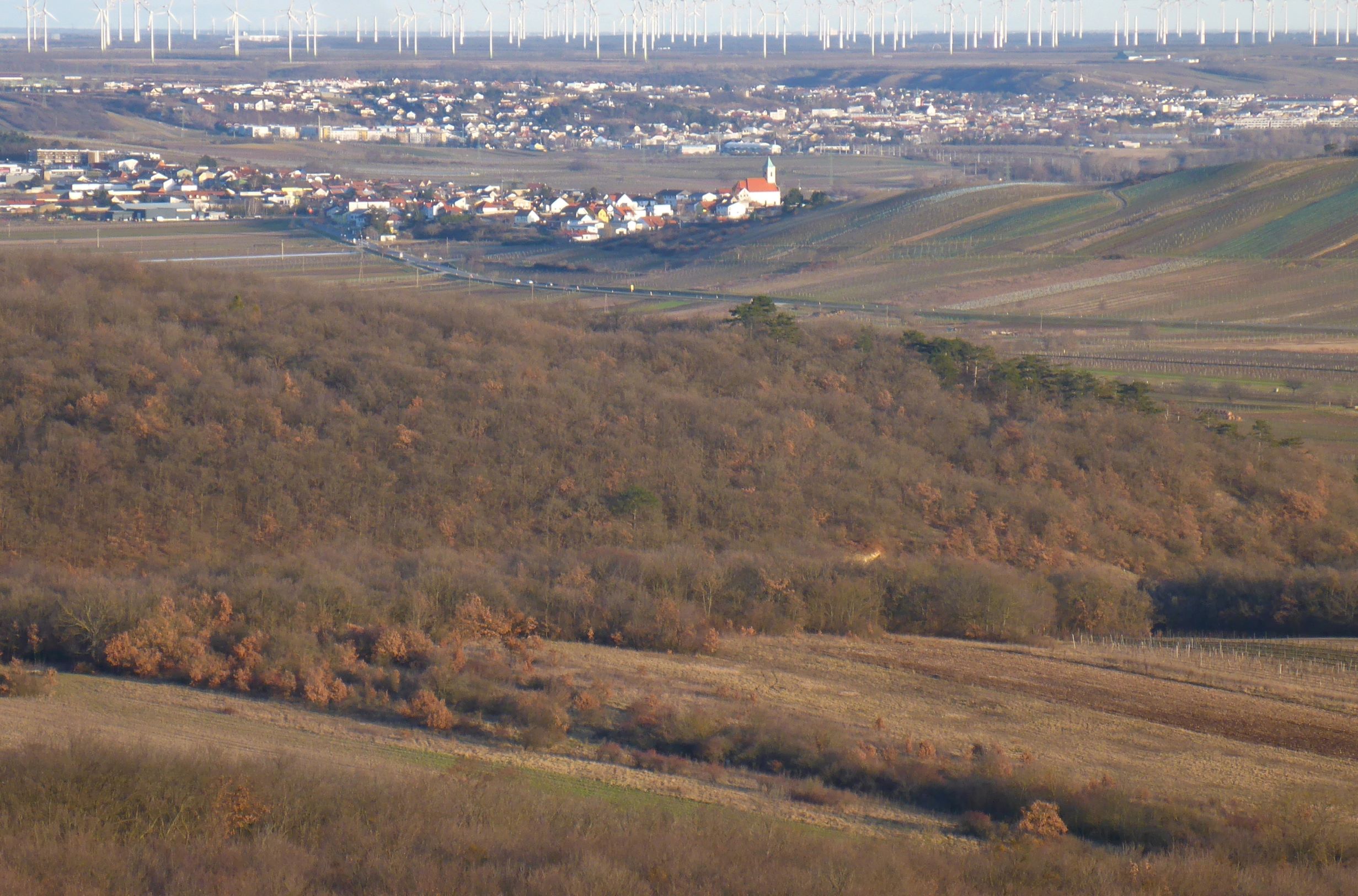 P2490866 winden - königsberg, 2021-02-04, blick nach jois und neusiedl.JPG