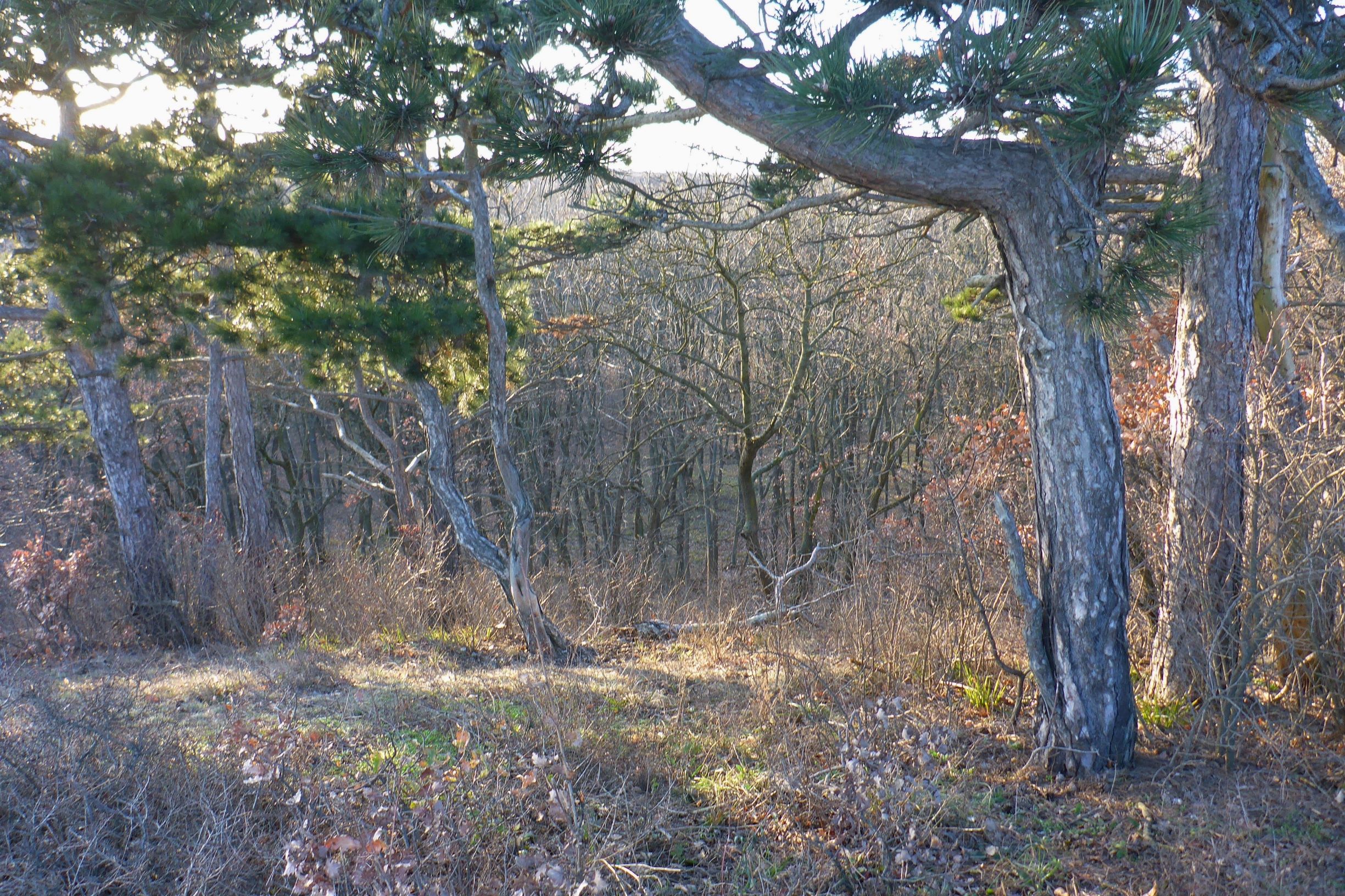 P2490868 winden - königsberg, 2021-02-04, pinus nigra.JPG