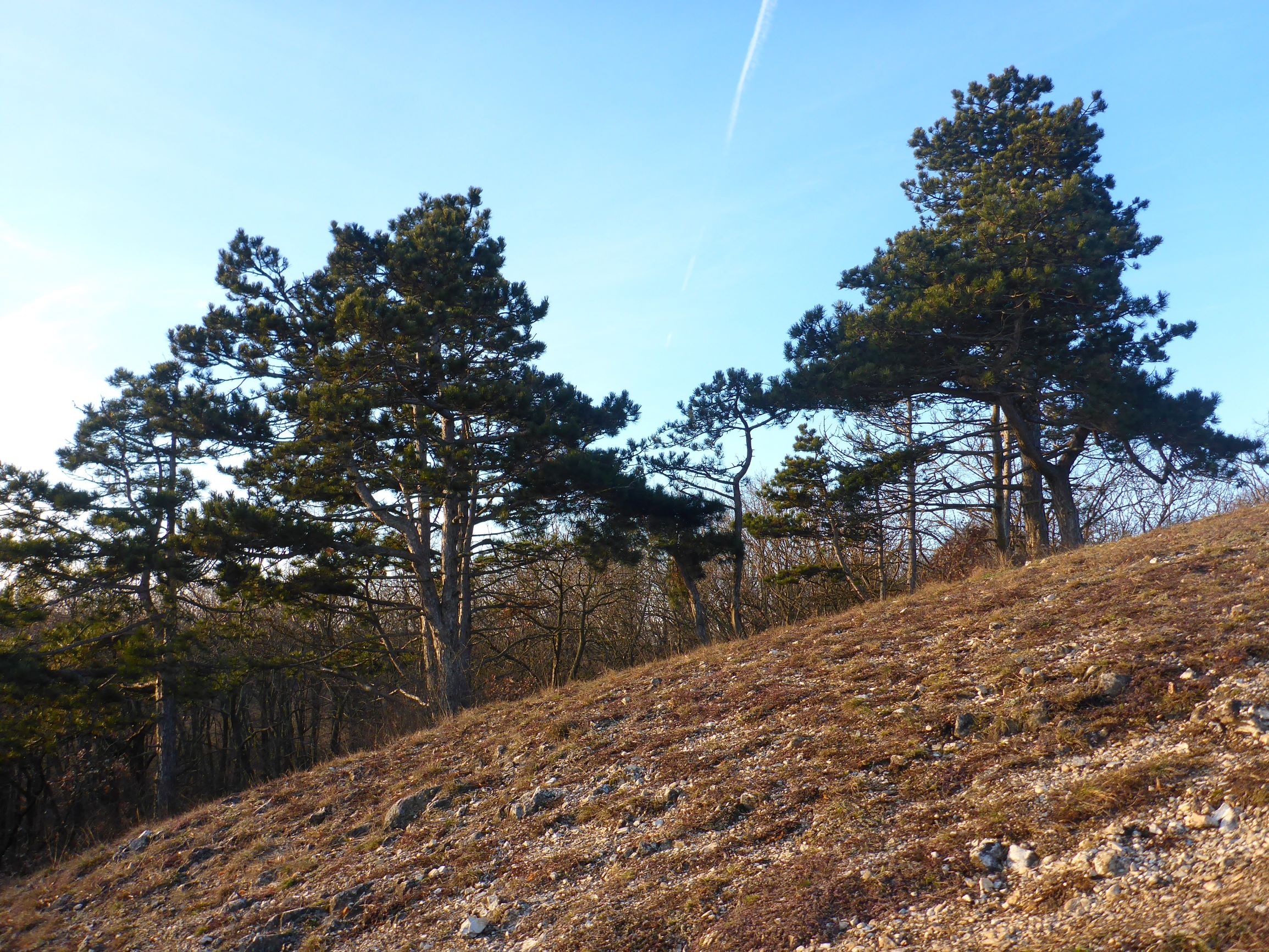 P2490876 winden - königsberg, 2021-02-04, pinus nigra.JPG