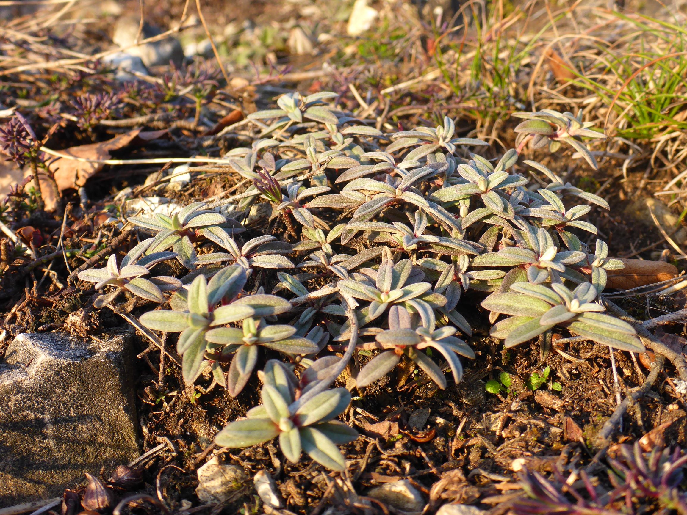 P2490878 winden - königsberg, 2021-02-04, helianthemum canum.JPG