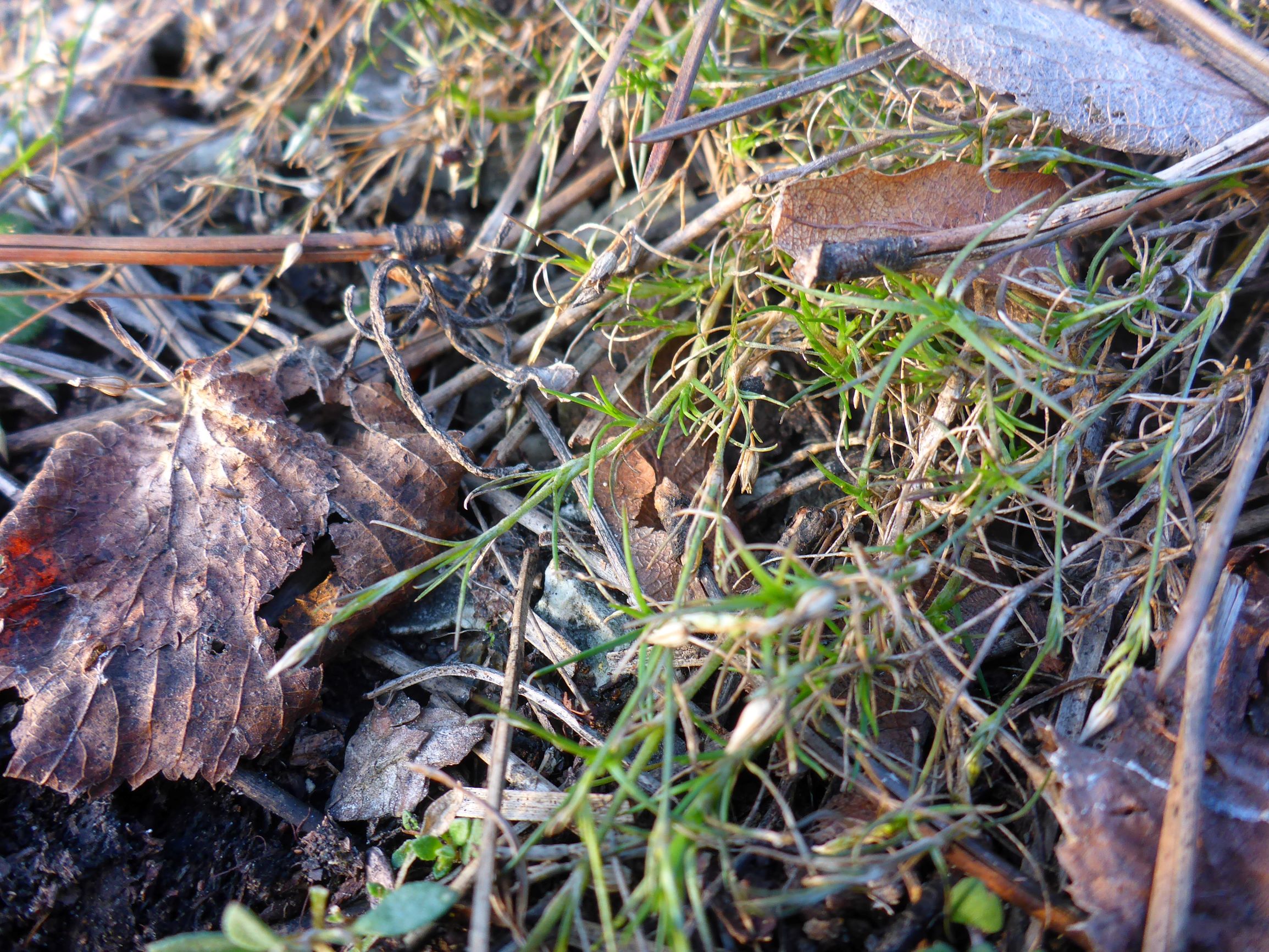 P2490885 winden - königsberg, 2021-02-04, minuartia sp.JPG