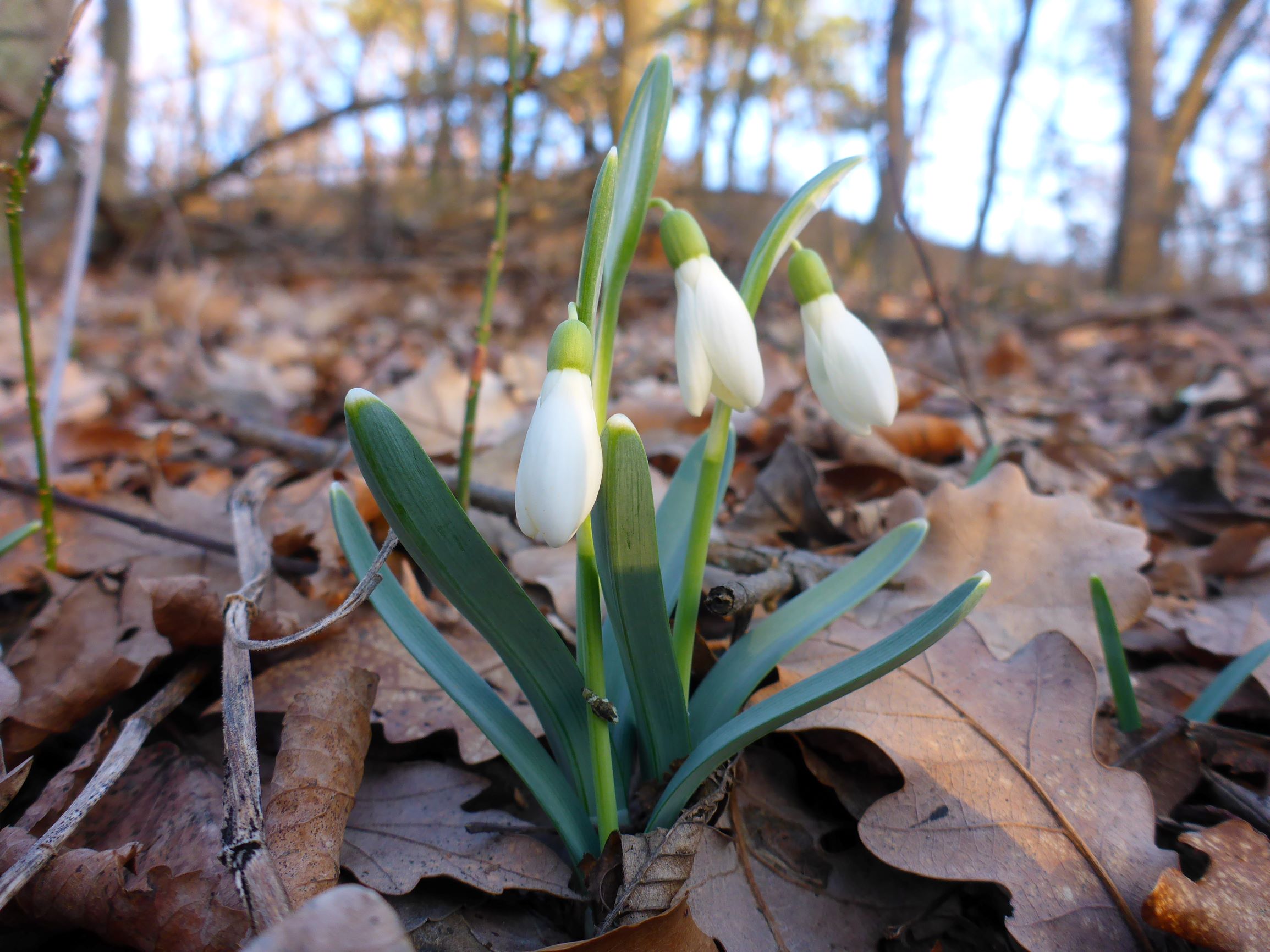 P2490899 winden - königsberg, 2021-02-04, galanthus nivalis.JPG