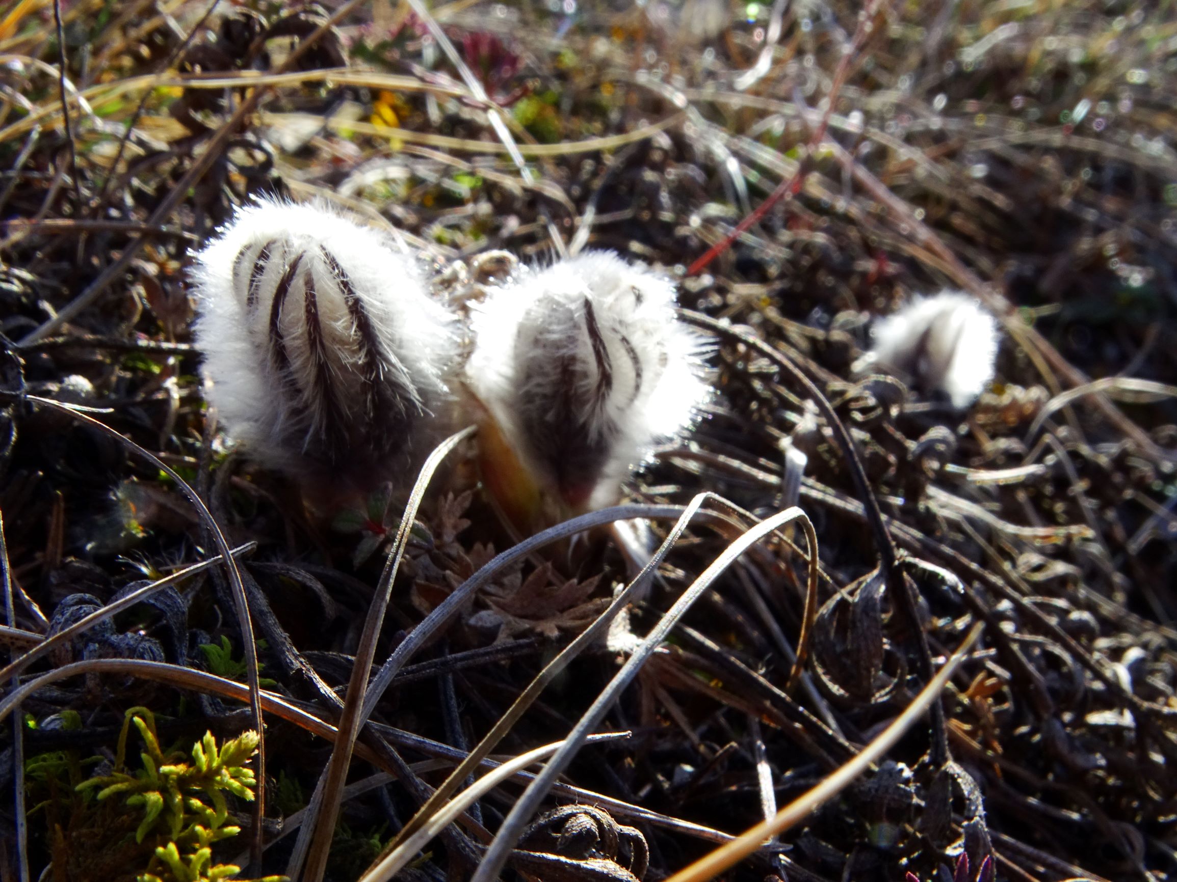 DSC09176 phäno, winden, 2021-02-04, pulsatilla sp.JPG