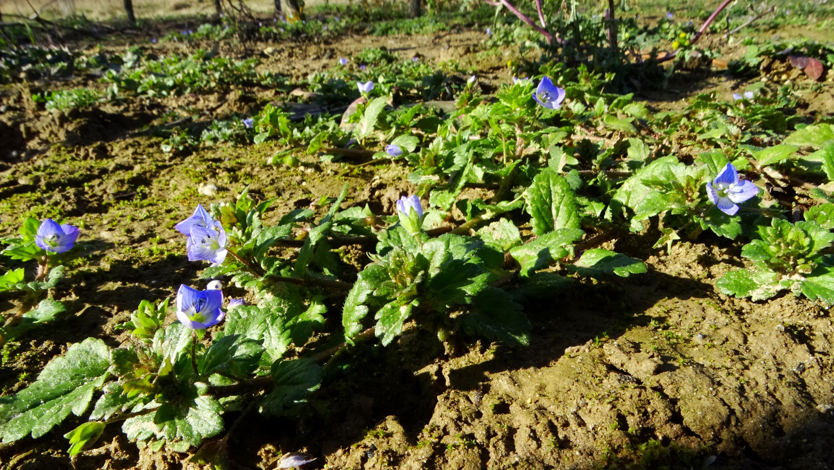 DSC09195 phäno, winden, 2021-02-04, veronica persica.JPG