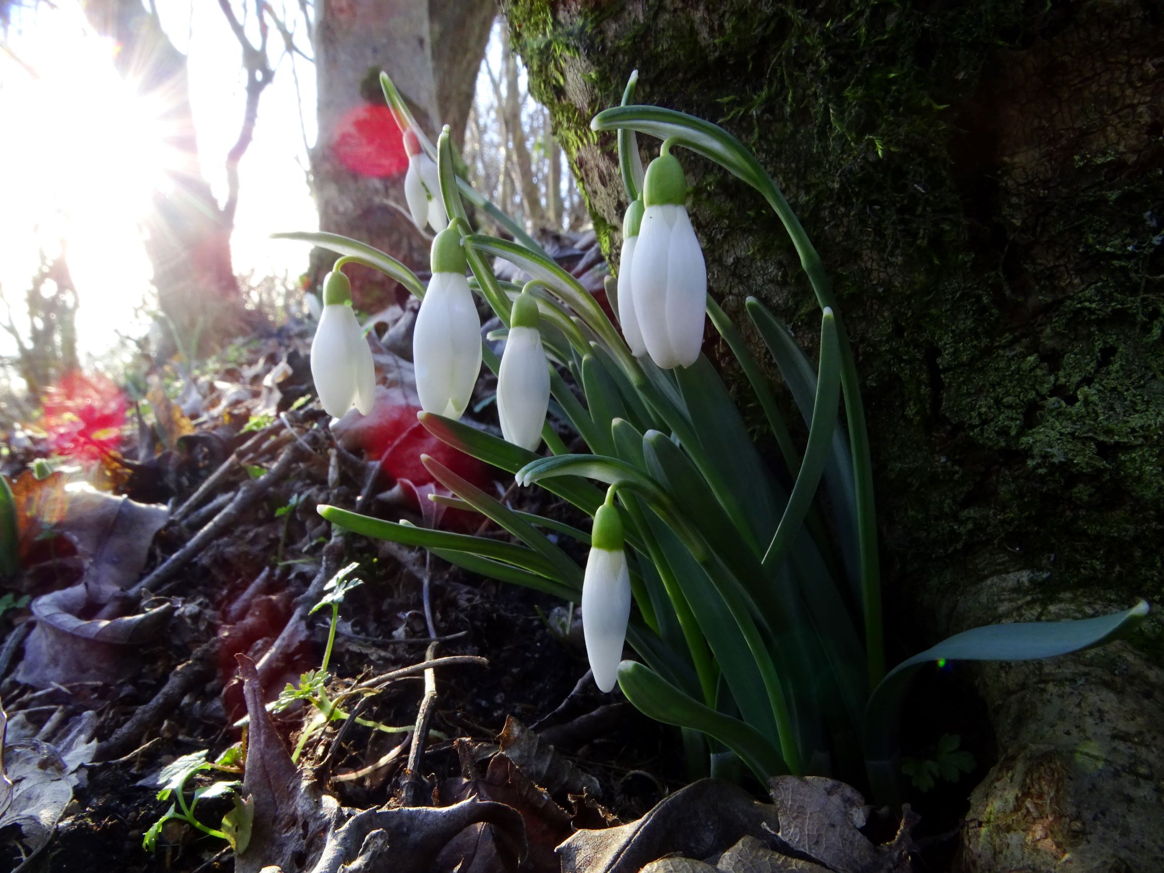 DSC09360 phäno, winden - königsberg, 2021-02-04, galanthus nivalis.JPG