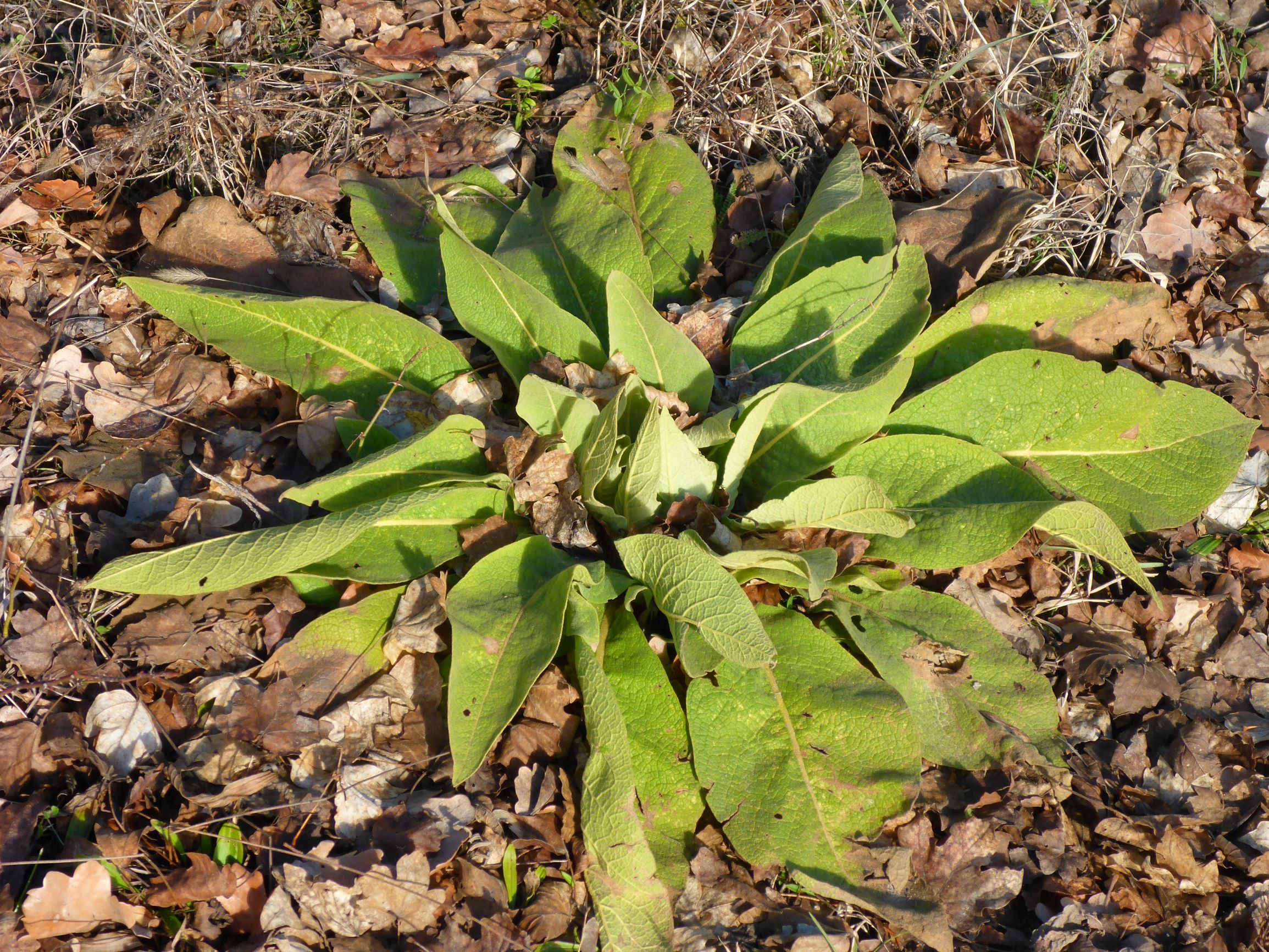 P2490077 rosetten, winden, 2021-02-04, verbascum speciosum.JPG