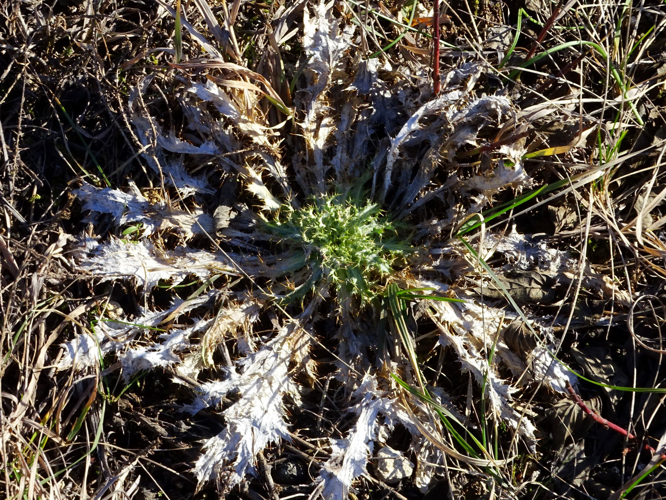 DSC09260 rosetten, winden, 2021-02-04, carlina vulgaris s.str..JPG