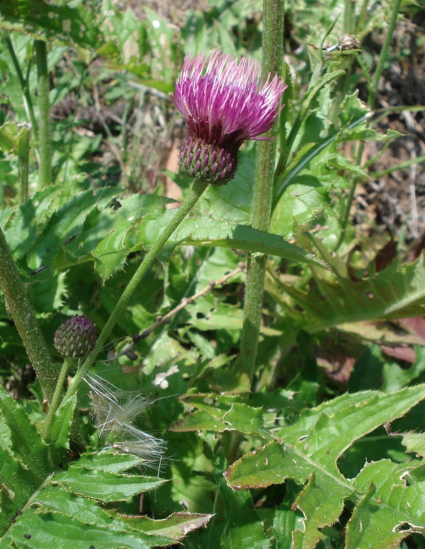 Cirsium.erisithales x pannonicum.Villacher .Alpe.jpg