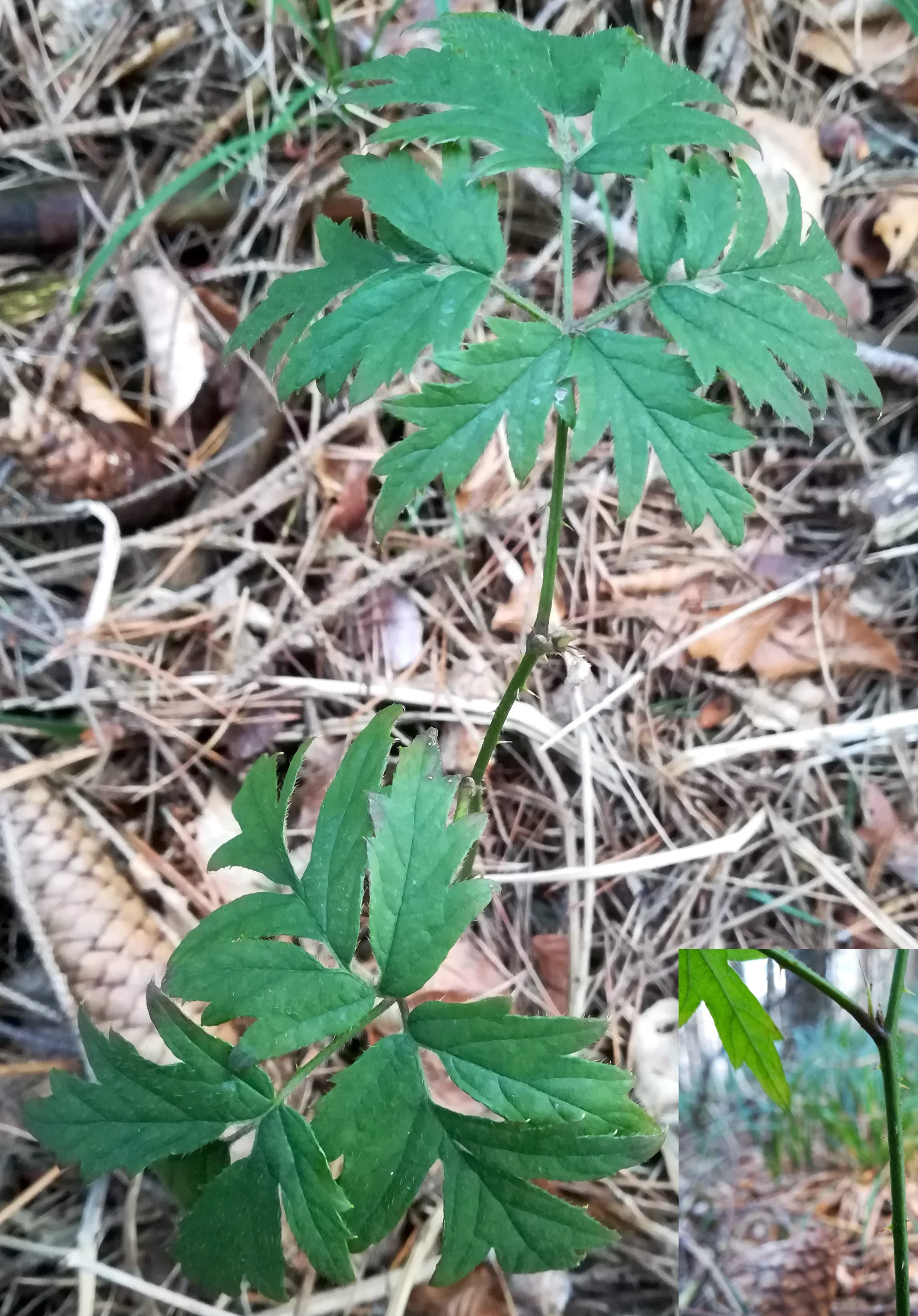 rubus laciniatus bartberg tullnerbach_20210205_130855.jpg