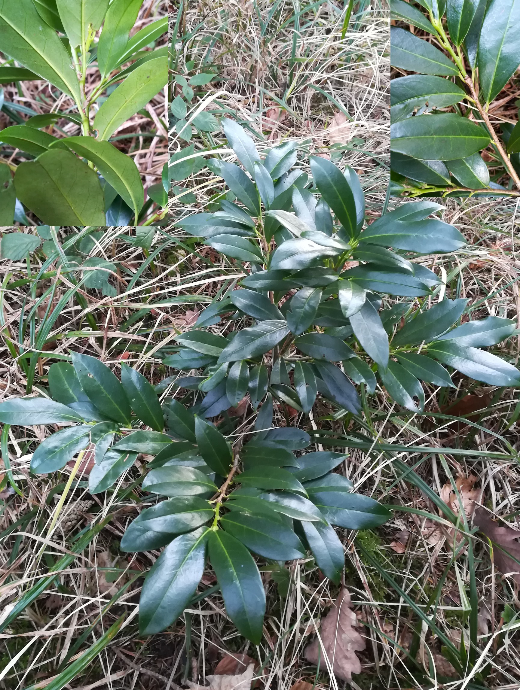 prunus laurocerasus bartberg tullnerbach_20210205_132543.jpg