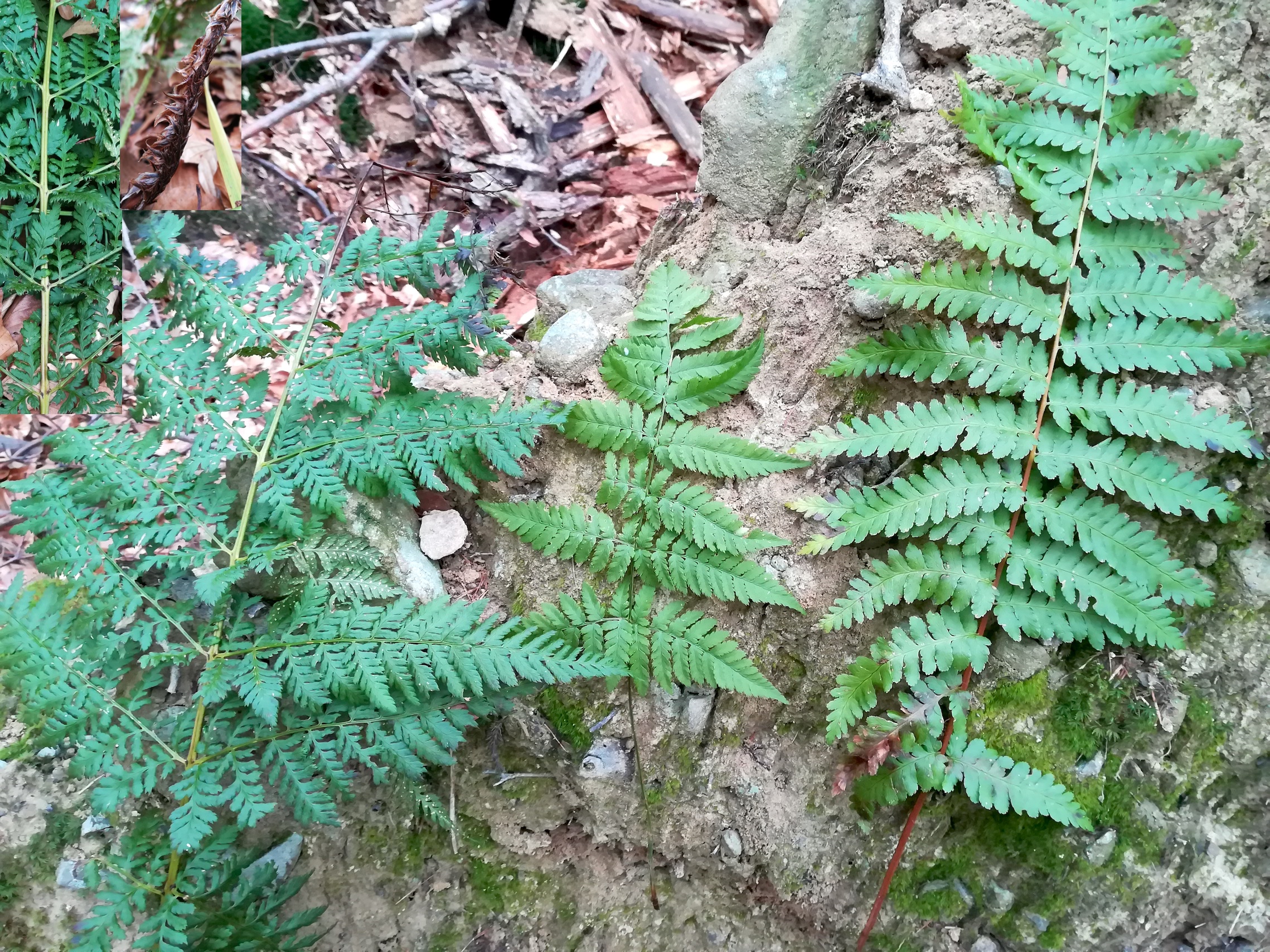 dryopteris dilatata und d. carthusiana s. str. und d. filix-mas s. str. potzenstein nördl auläufer eichgraben_20210206_092651.jpg