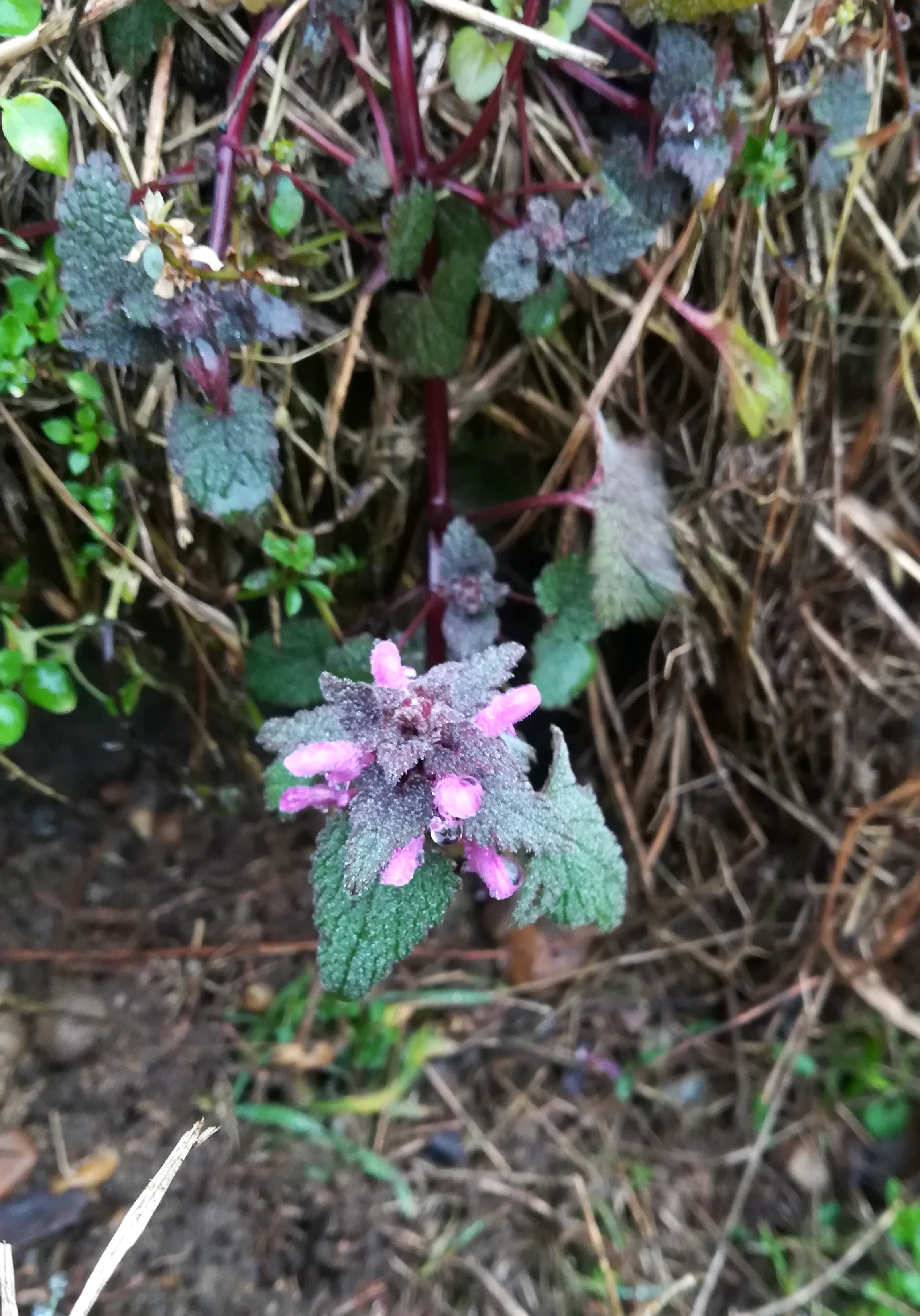 lamium purpureum trautmannsdorf_20210207_102741.jpg