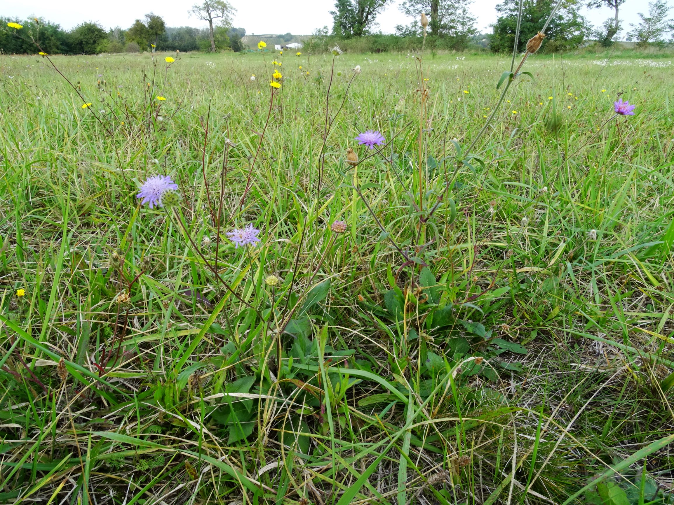 DSC01417 seevorland gols, 2020-10-10, knautia sp., silene latifolia alba, picris hieracioides etc.JPG