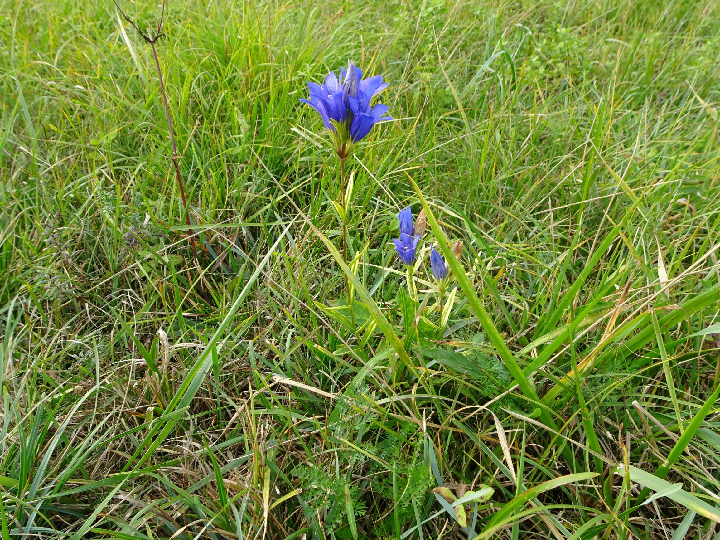 DSC09659 (2) seevorland gols, 2020-10-10, gentiana pneumonanthe.JPG