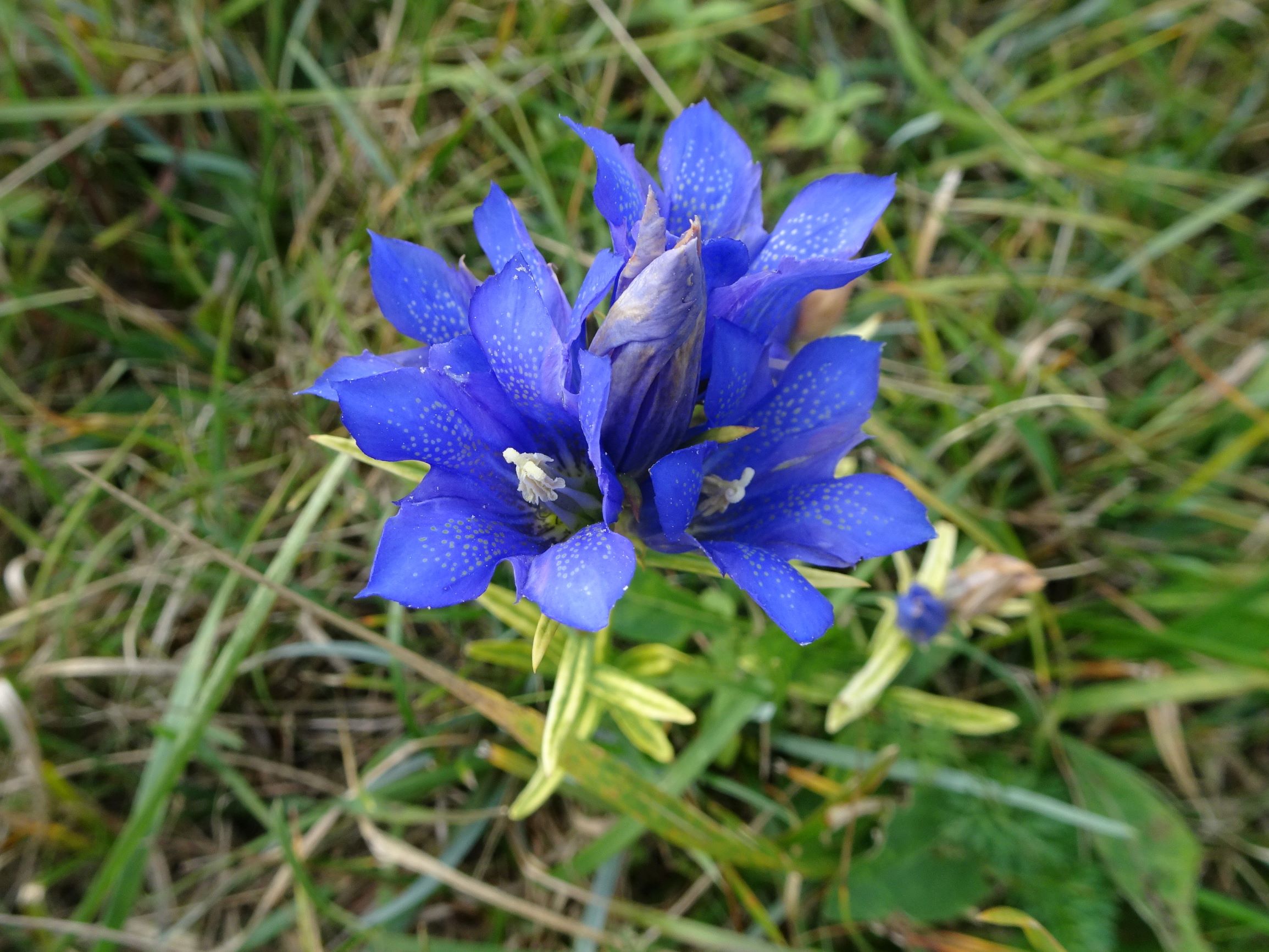 DSC09662 (2) seevorland gols, 2020-10-10, gentiana pneumonanthe.JPG