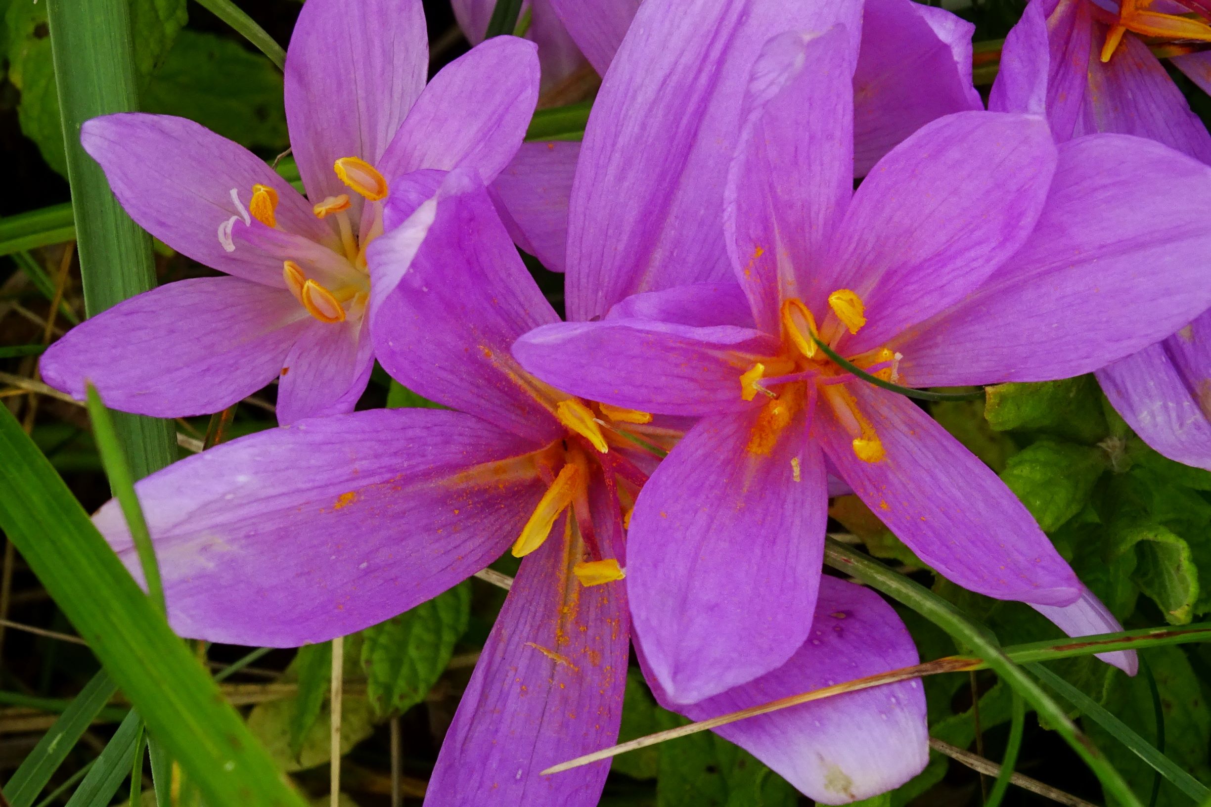 DSC01522 seevorland gols, 2020-10-10, colchicum autumnale.JPG