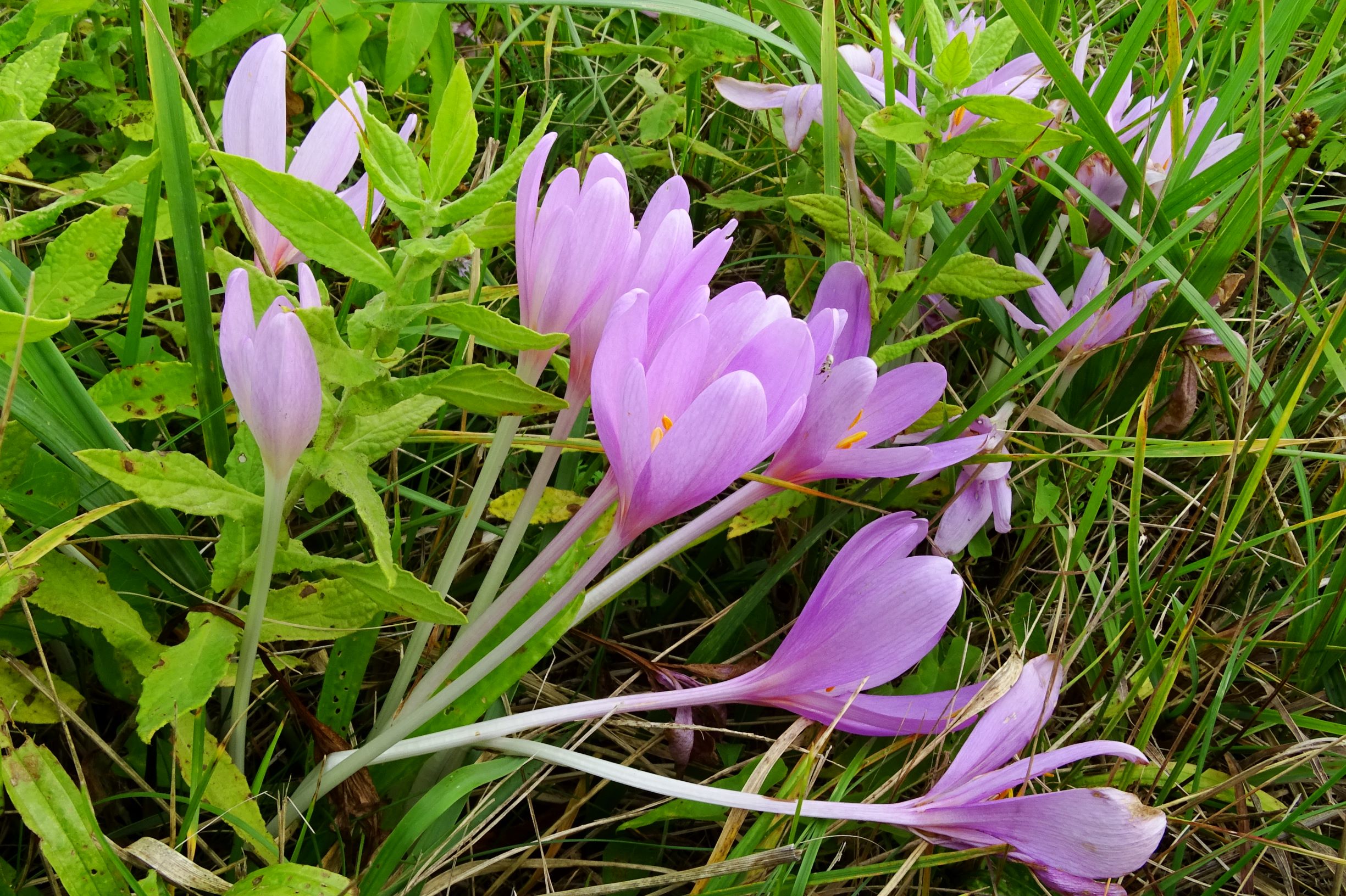 DSC01524 seevorland gols, 2020-10-10, colchicum autumnale, pulicaria dysenterica.JPG