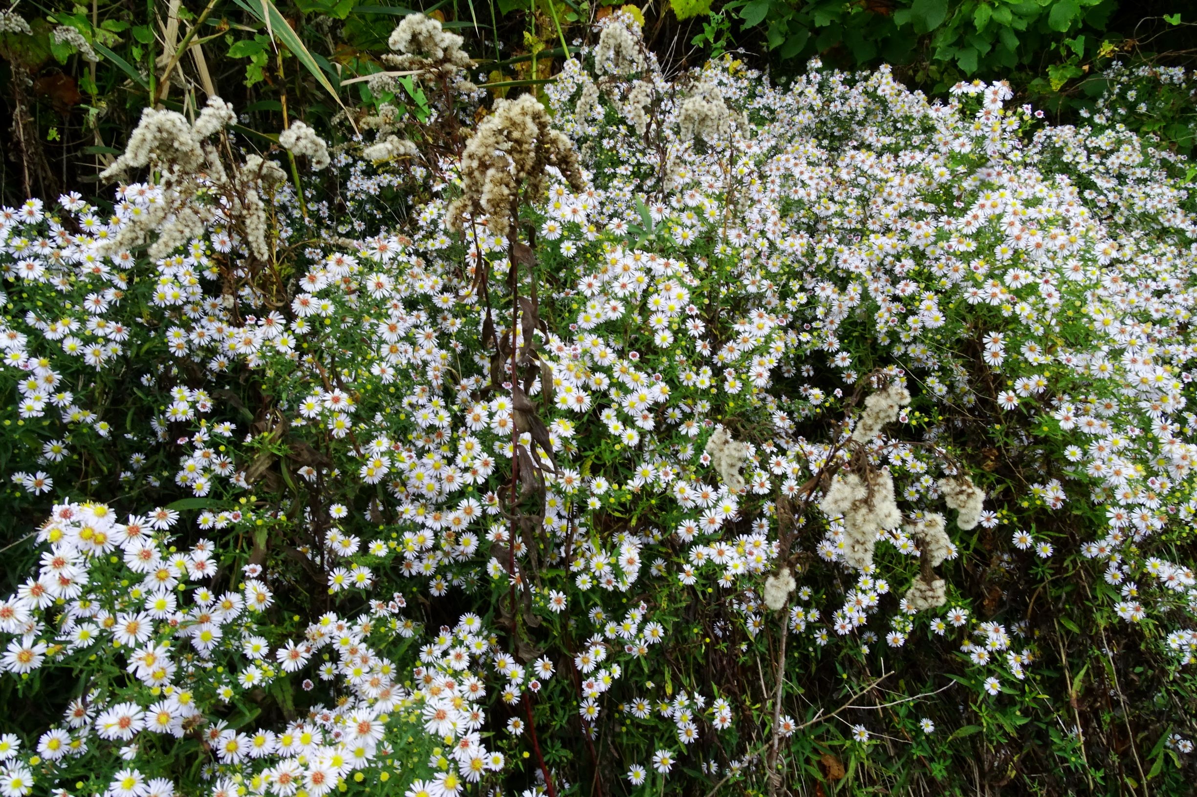 DSC01528 seevorland gols, 2020-10-10, symphyotrichum cf. lanceolatum, solidago gigantea.JPG