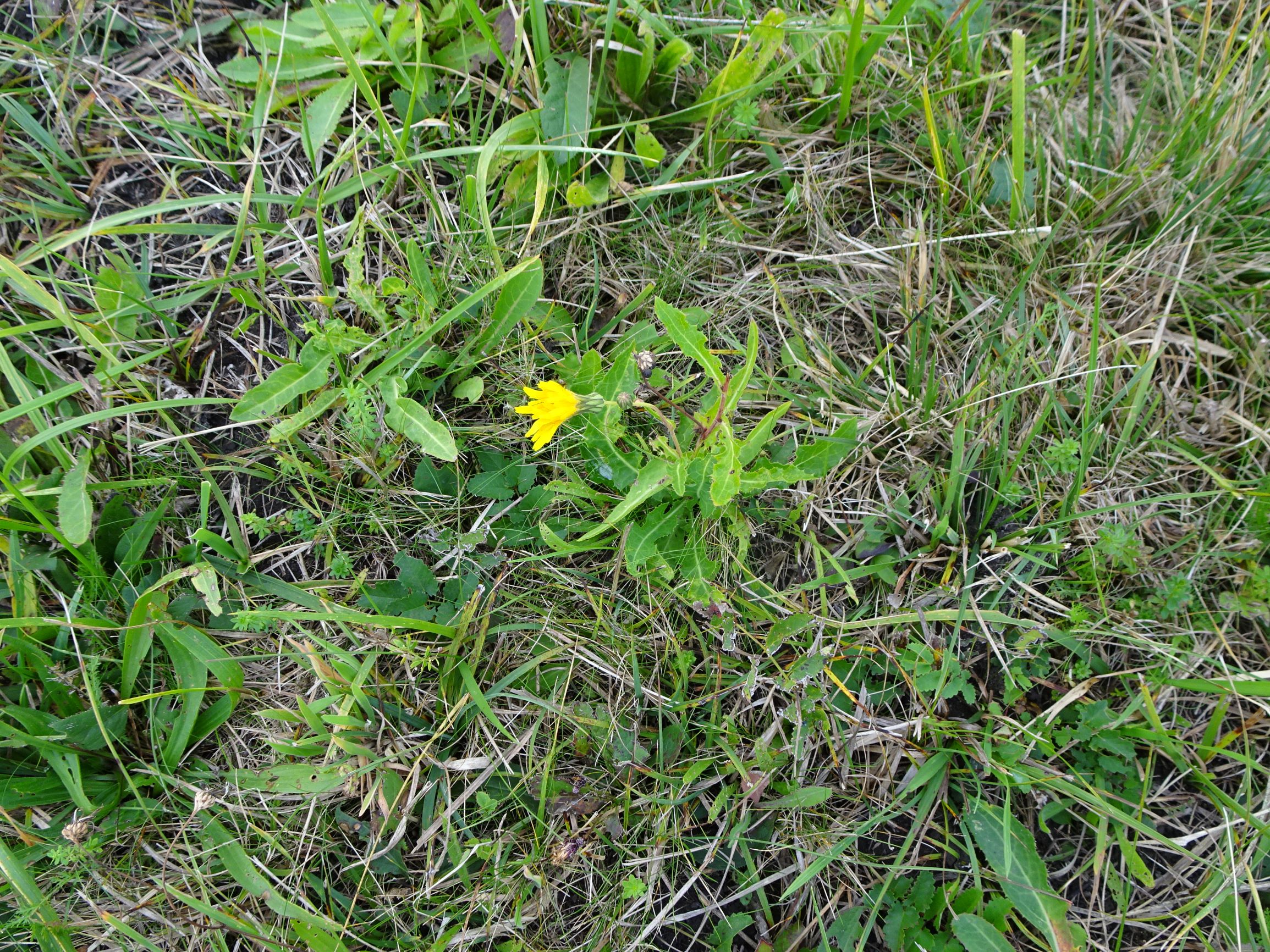 DSC09699 seevorland gols, 2020-10-10, sonchus arvensis uliginosus, sanguisorba officinalis etc.JPG