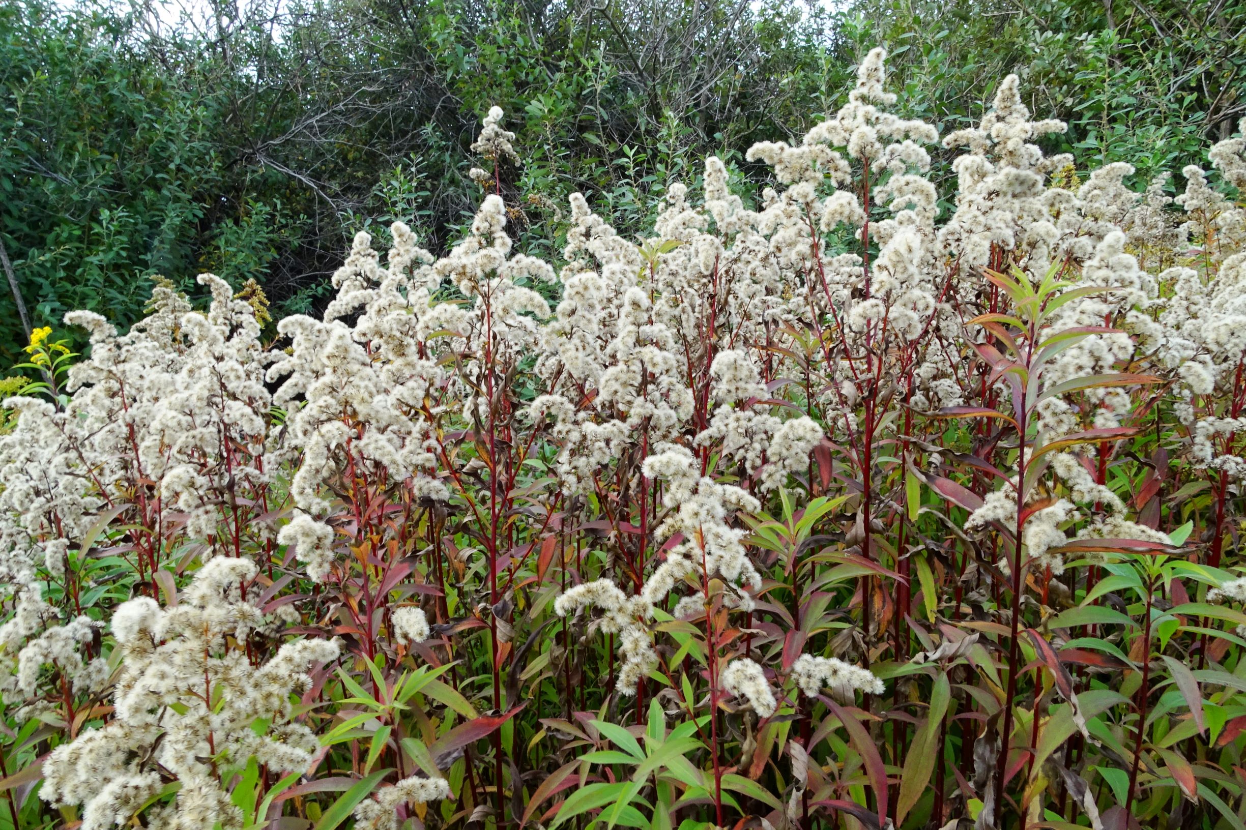 DSC01585 seevorland gols, 2020-10-10, solidago gigantea, salix cinerea.JPG