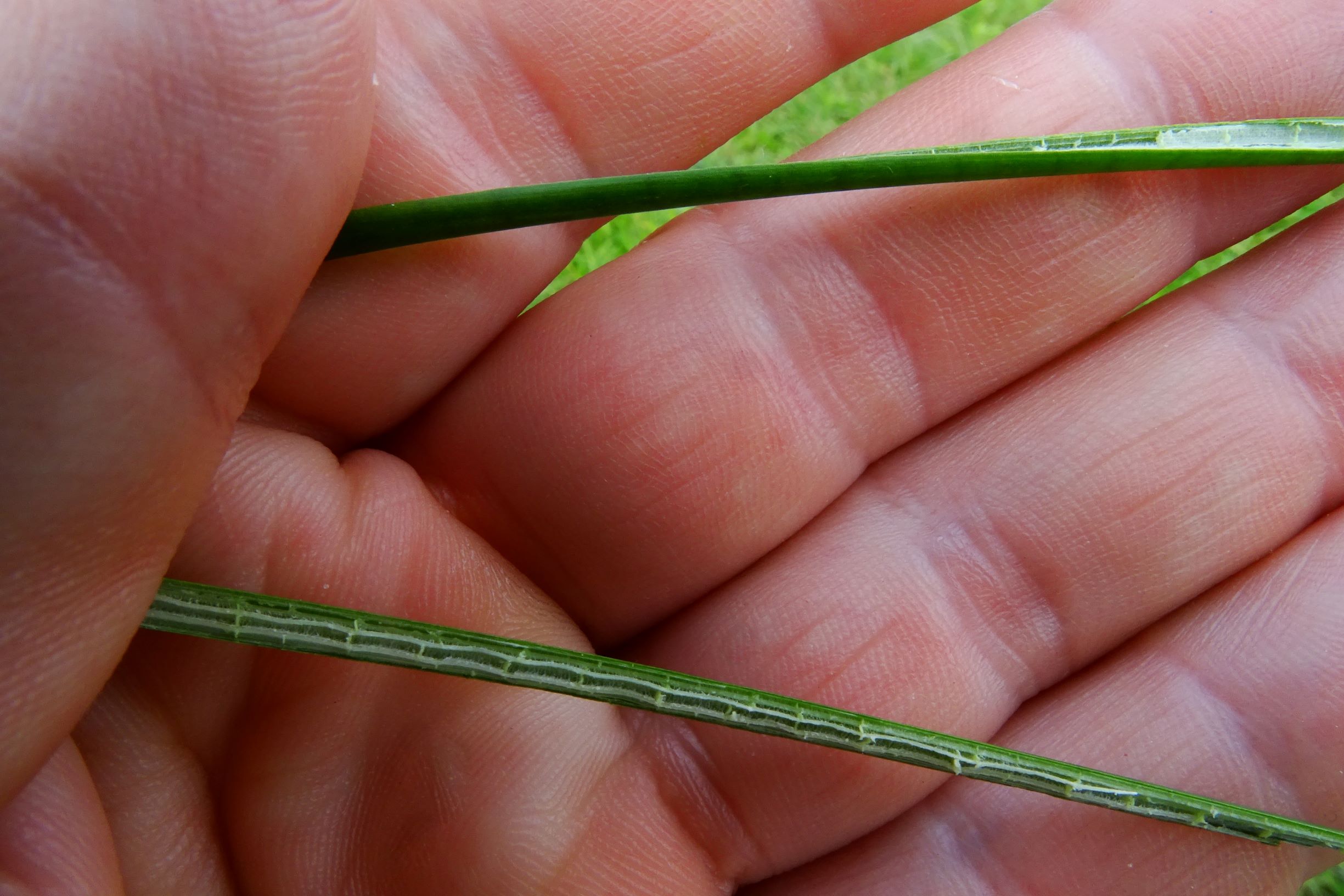 DSC01591 seevorland gols, 2020-10-10, juncus subnodulosus.JPG