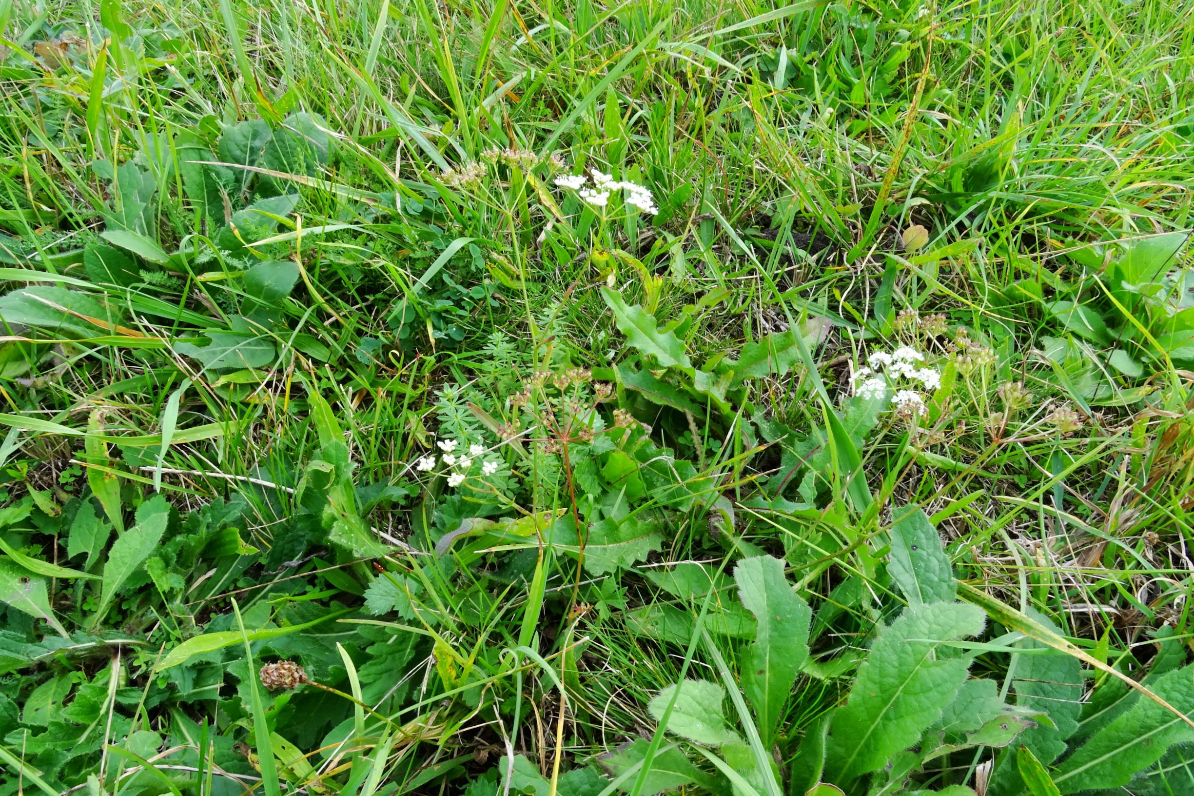 DSC01609 seevorland gols, 2020-10-10, pimpinella saxifraga etc.JPG