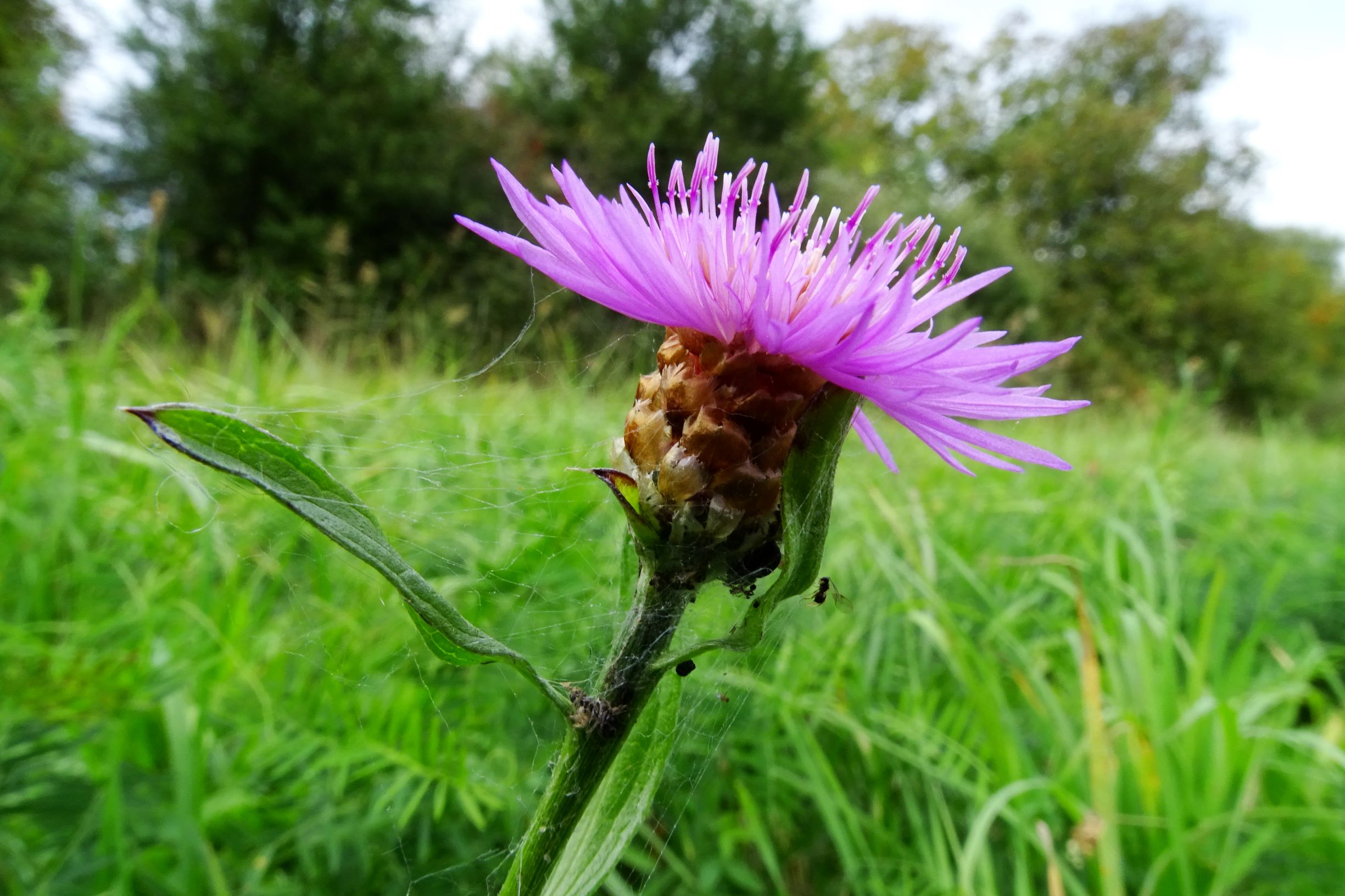 DSC01617DSC01609 seevorland gols, 2020-10-10, centaurea jacea s.l.JPG