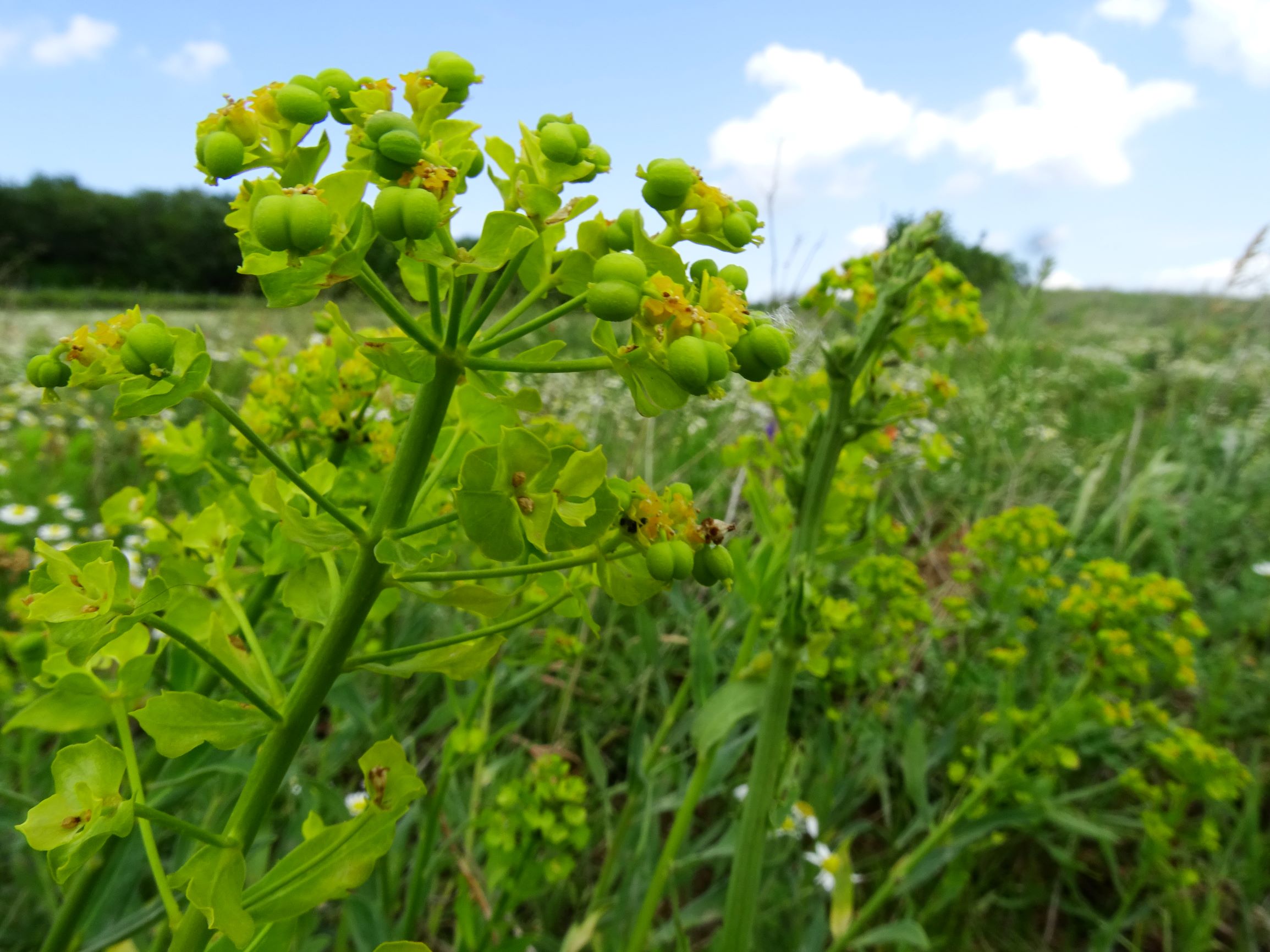 DSC00011 jois euphorbia salicifolia.JPG