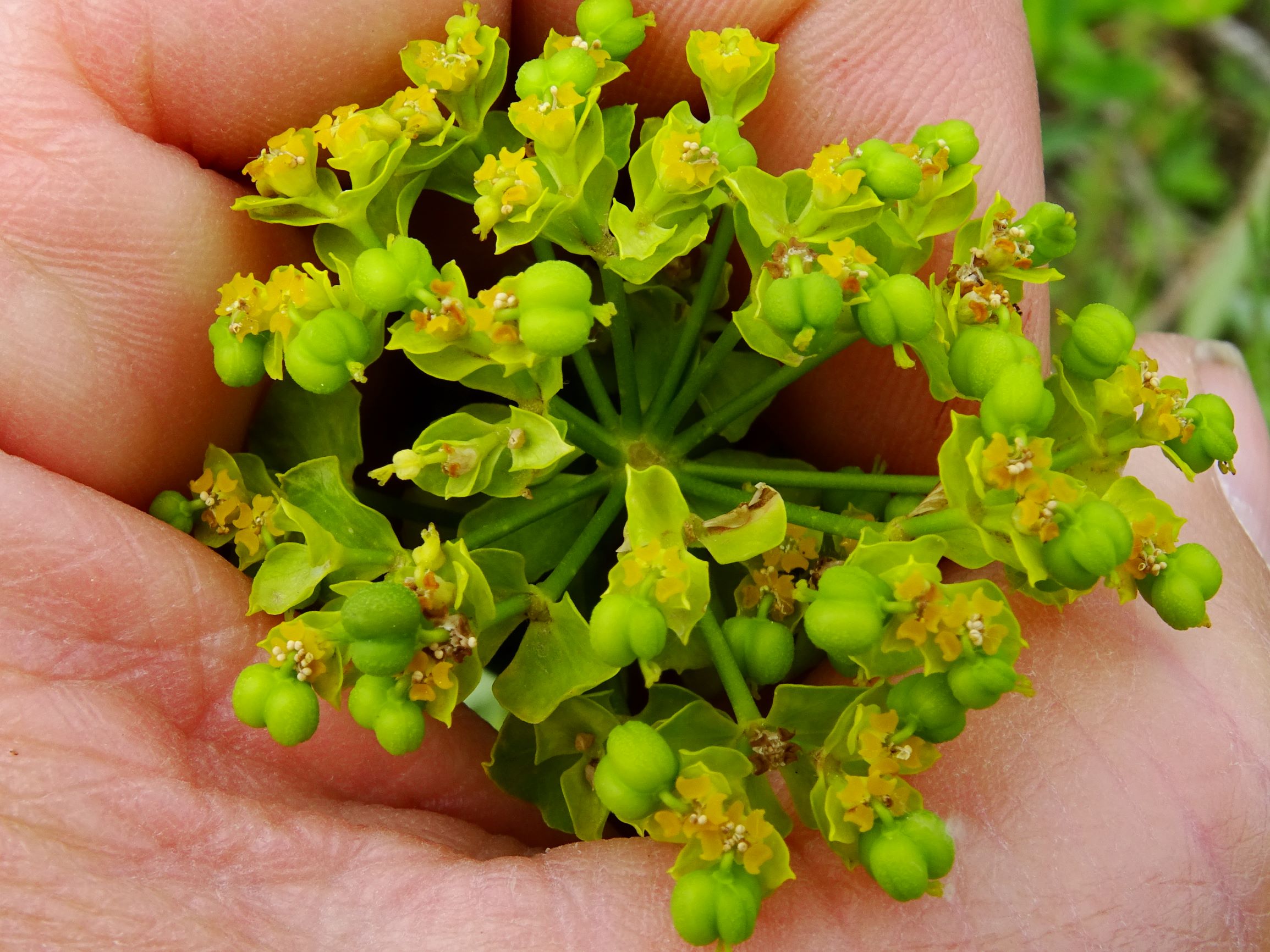 DSC00021 jois euphorbia salicifolia.JPG