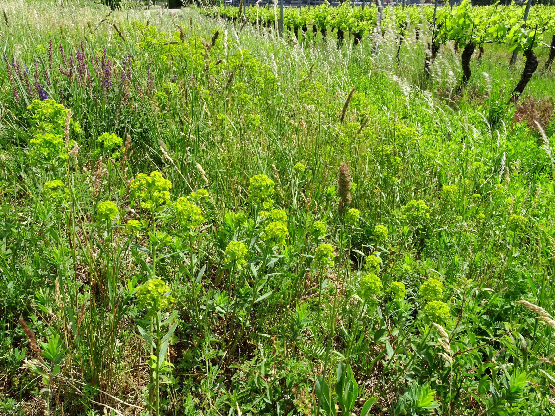 DSC00026 jois euphorbia salicifolia etc..JPG