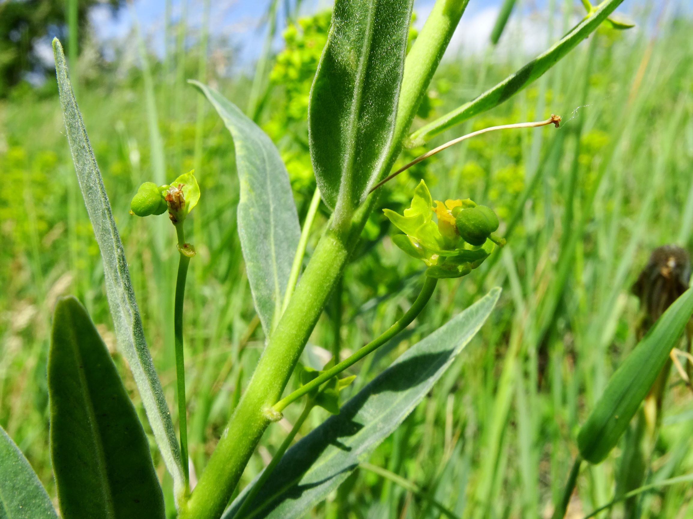 DSC00069 jois euphorbia salicifolia.JPG