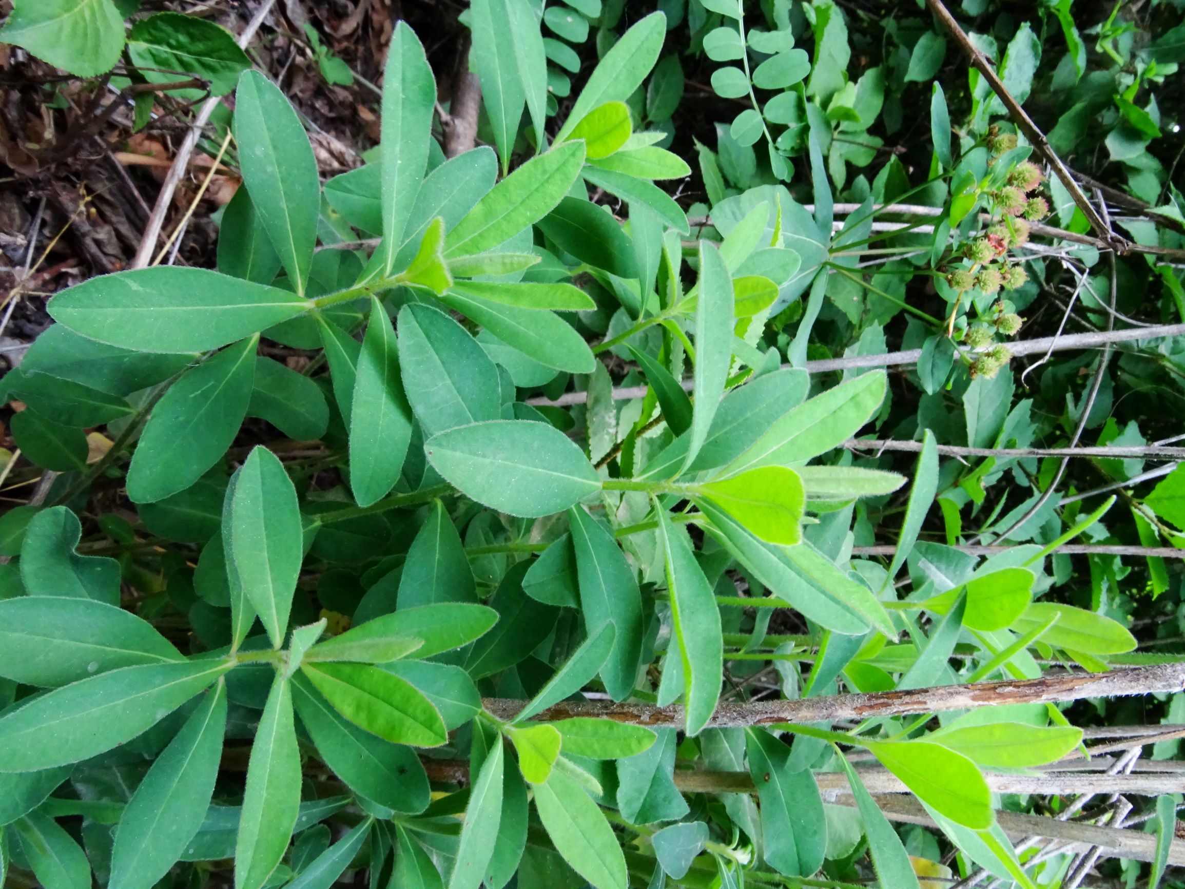 DSC00142 jois euphorbia polychroma.JPG