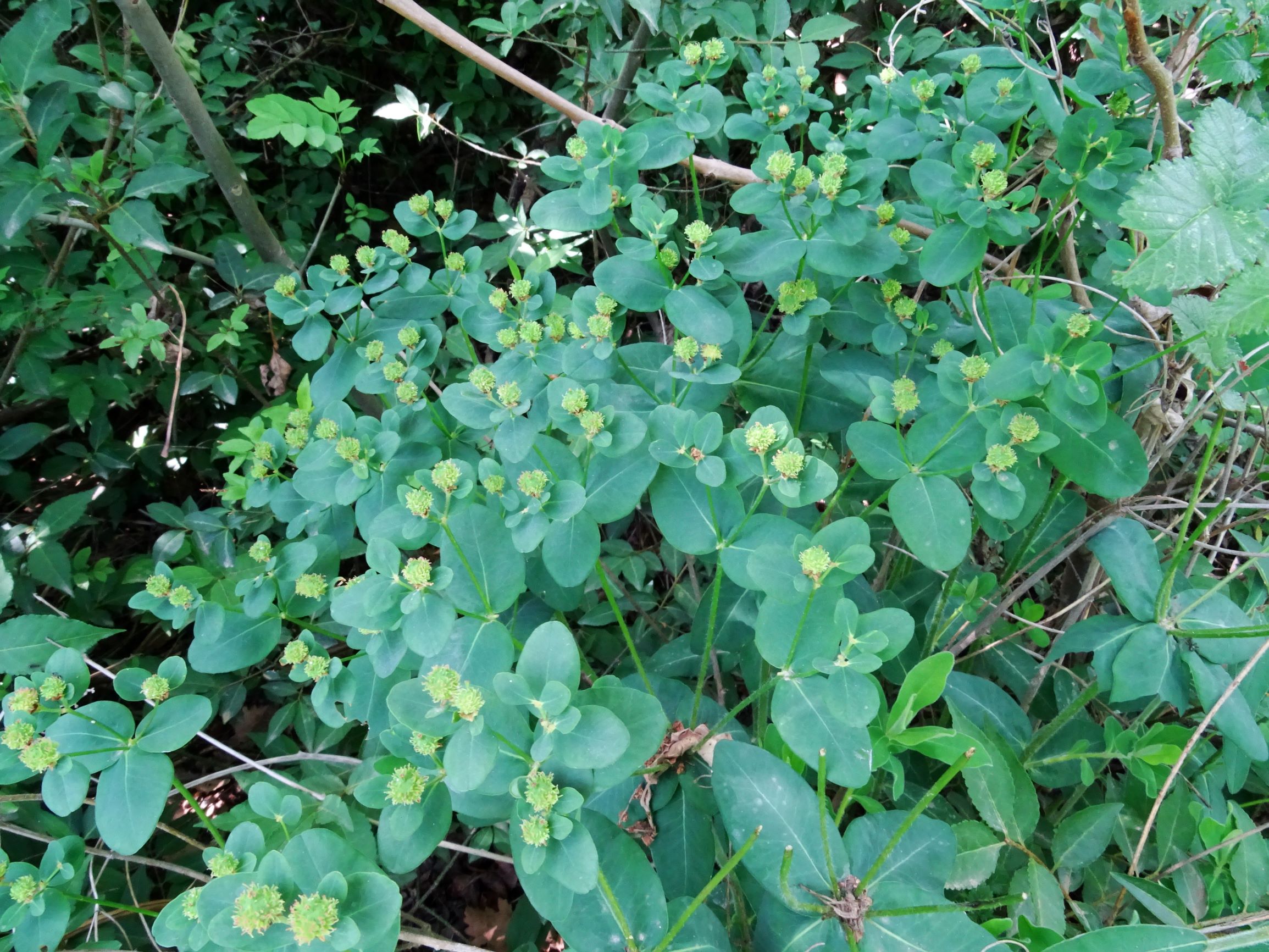 DSC00151 jois euphorbia polychroma.JPG