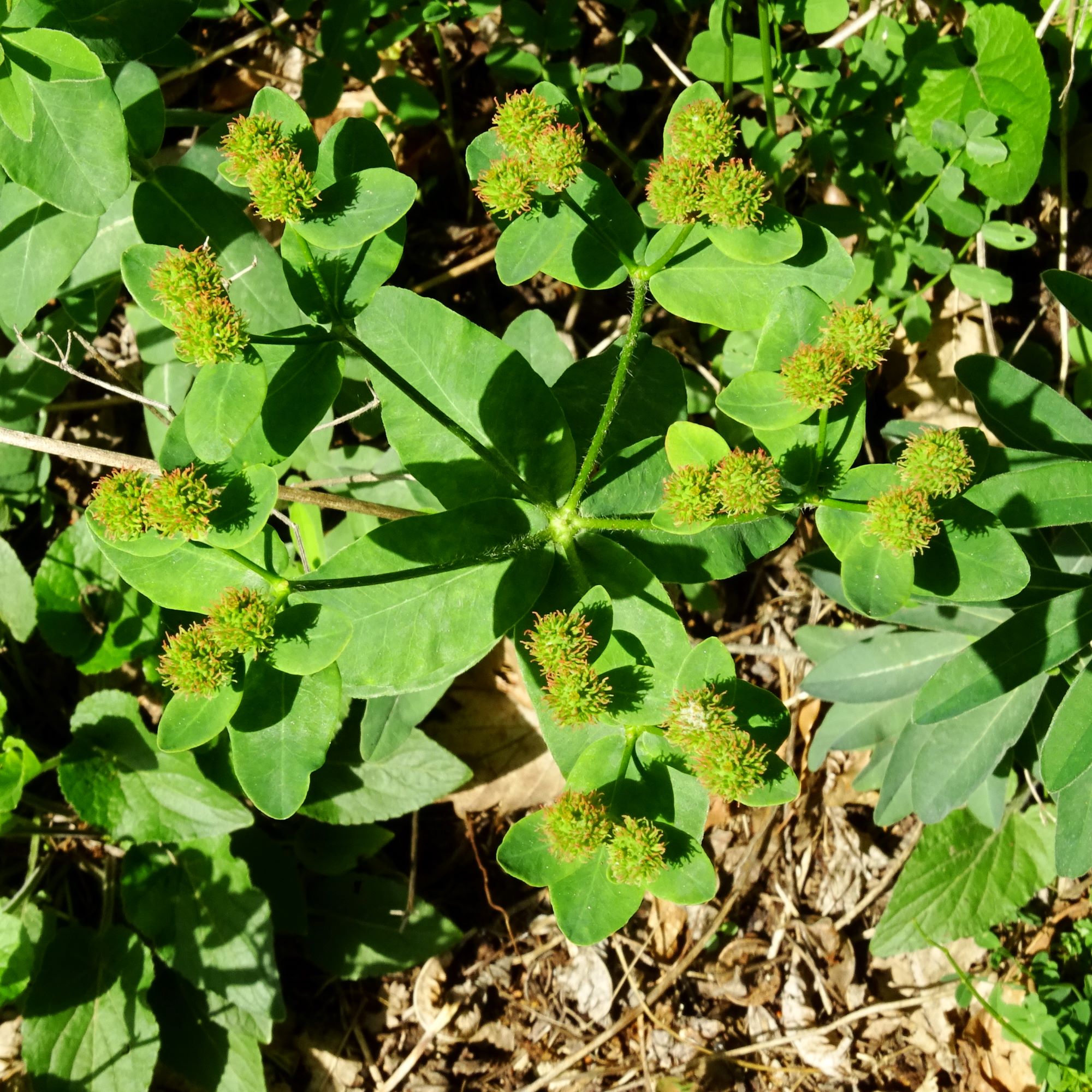 DSC00195 jois euphorbia polychroma.JPG