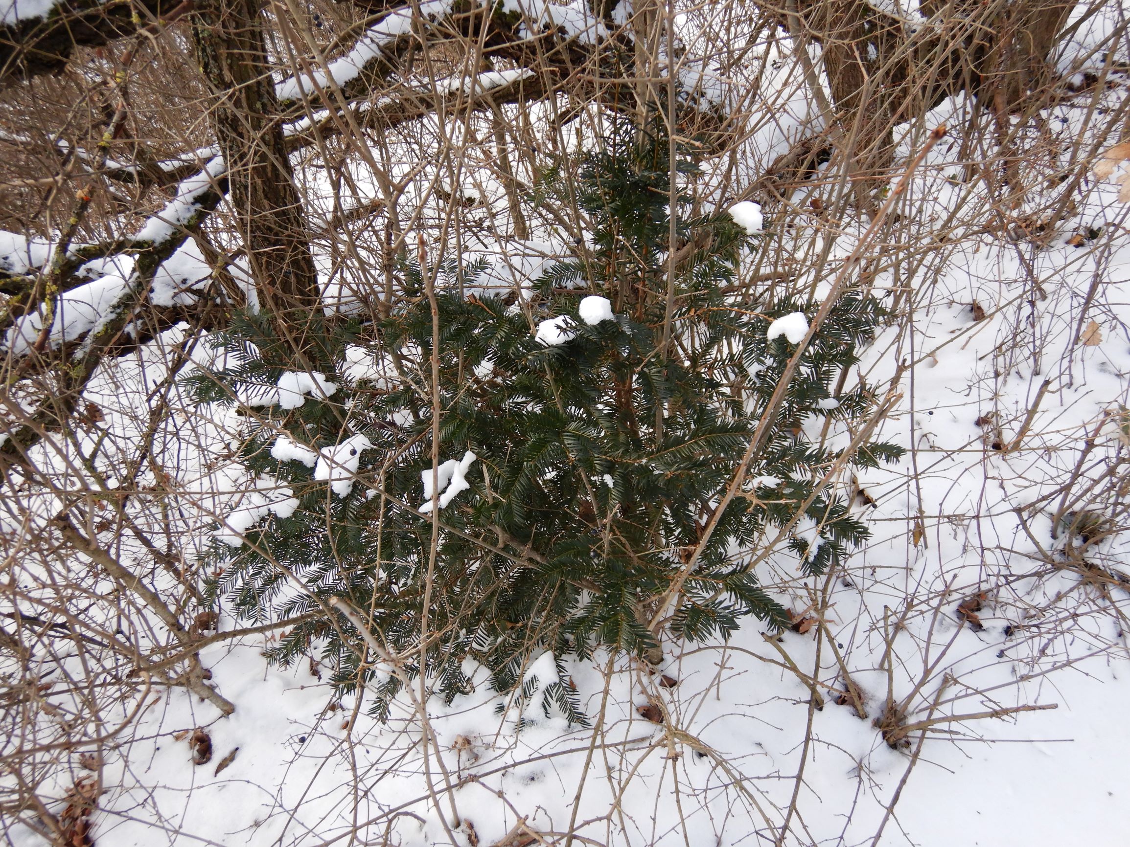 DSCN0033 schloßberg hainburg, 2021-02-12, taxus cf. x media.JPG