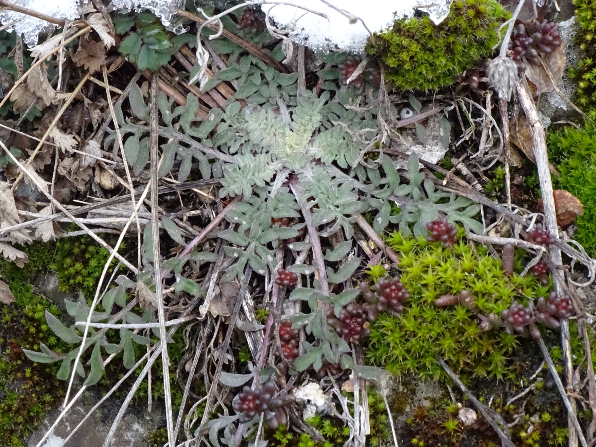 DSC00042 schloßberg hainburg, 2021-02-12, centaurea stoebe, sedum album.JPG