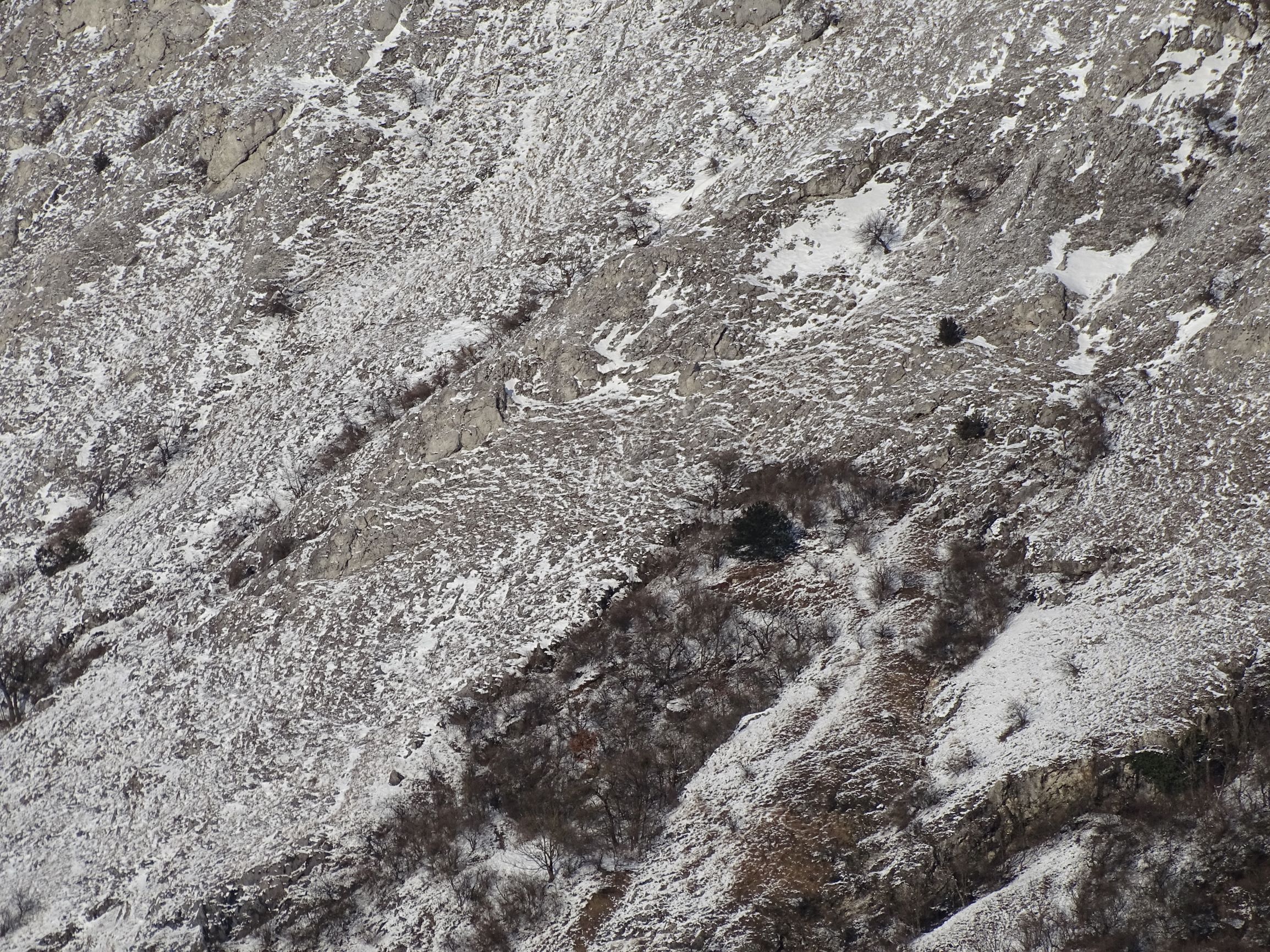 DSC00066 schloßberg hainburg, 2021-02-12, felsgebiete des braunsbergs.JPG