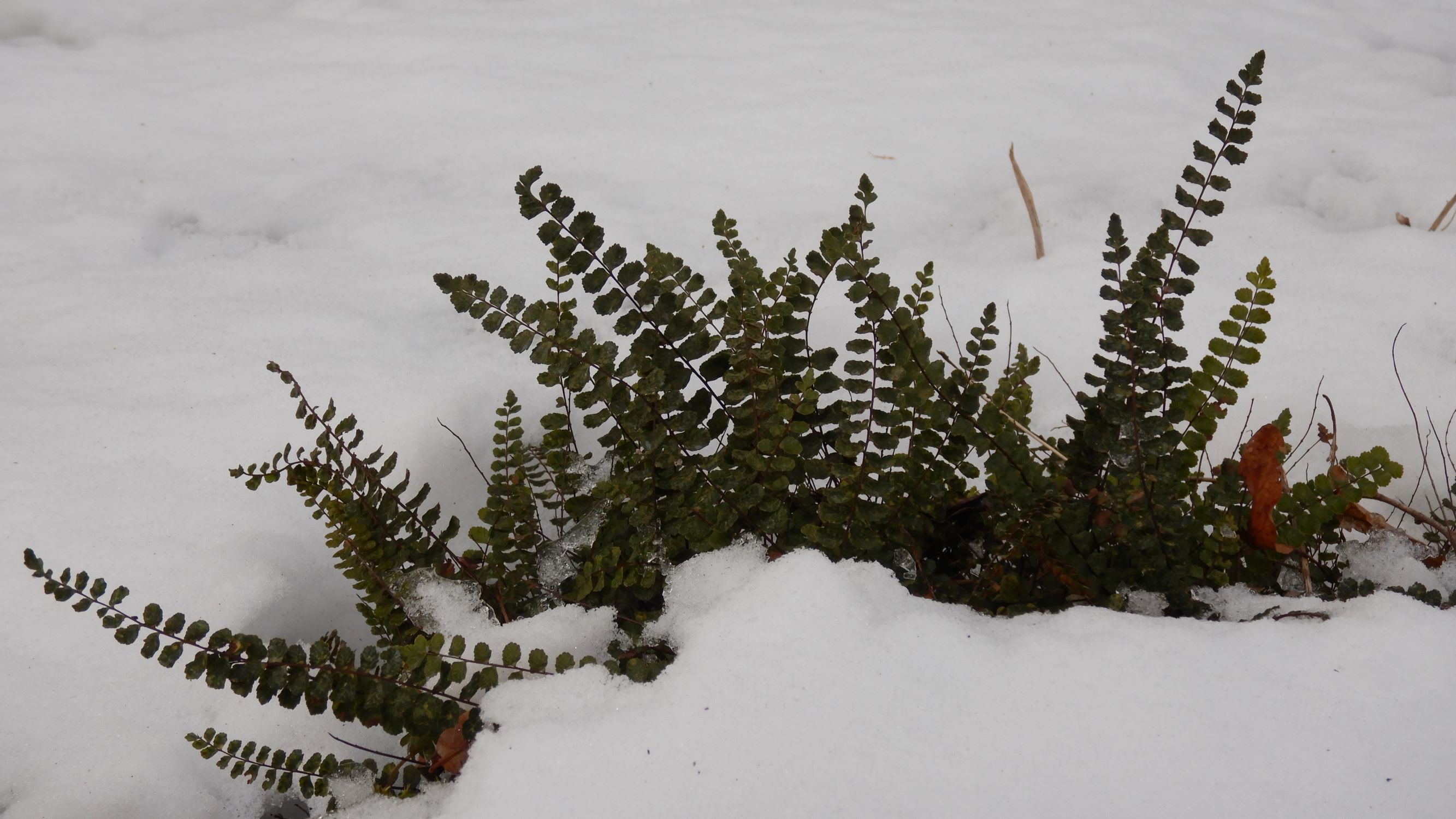 DSCN0189 schloßberg hainburg, 2021-02-12, asplenium trichomanes.JPG