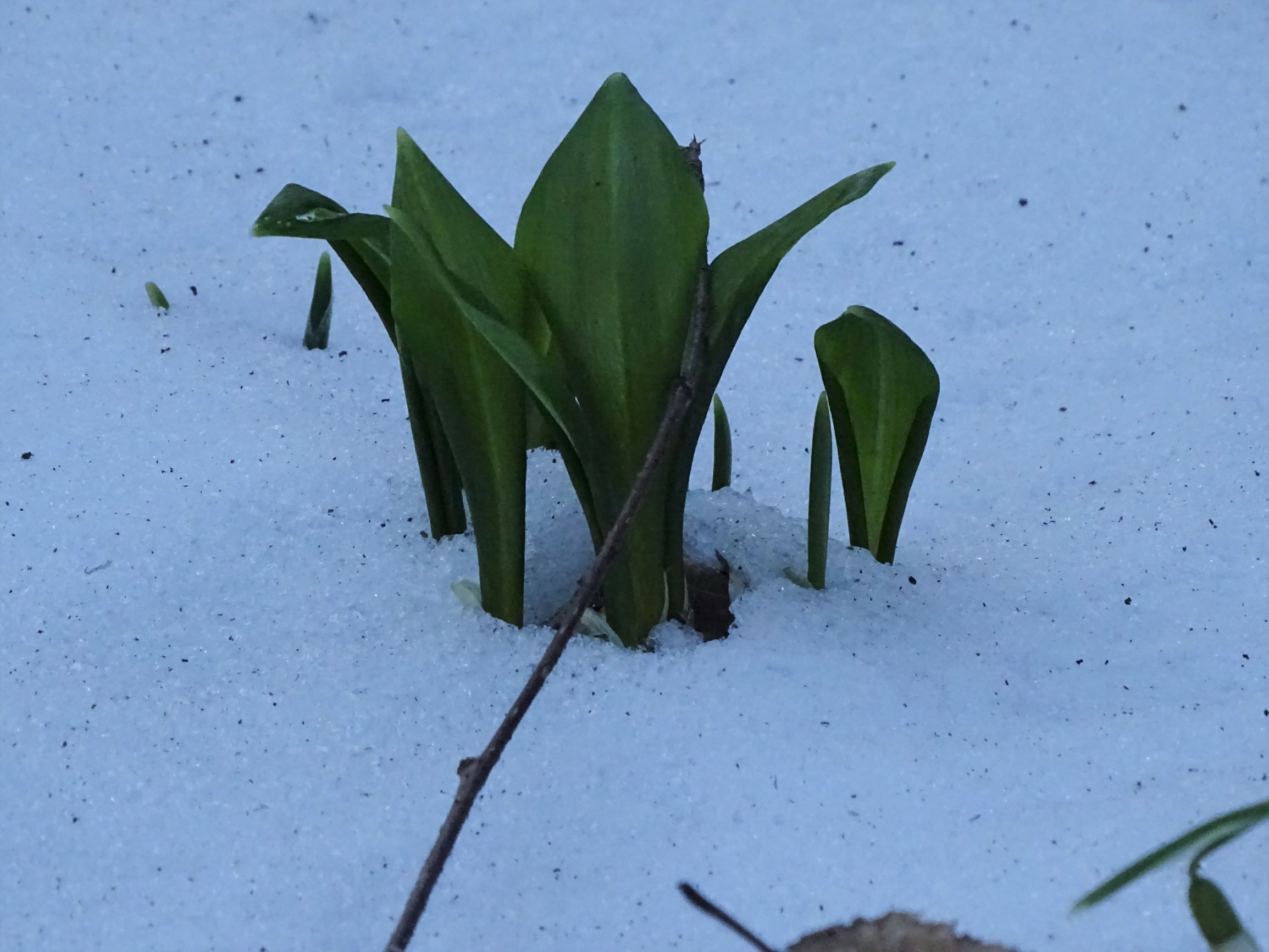 DSC00113 phäno, 2021-02-14, windener leithabergkamm, allium ursinum.JPG