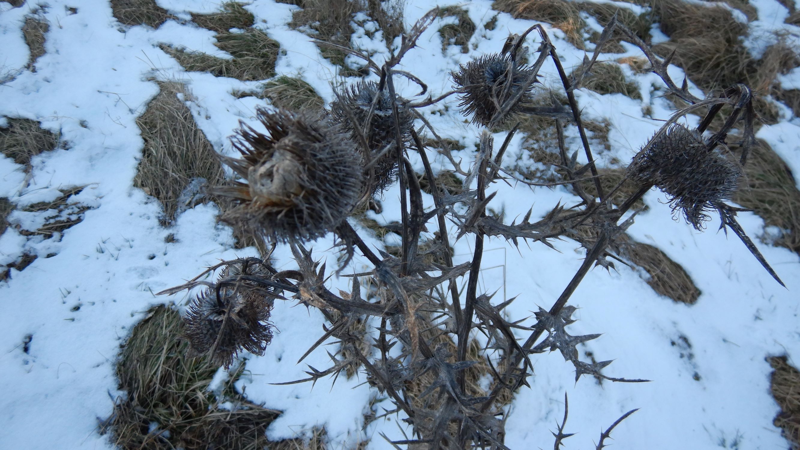 DSCN0409 2021-02-14, leithagebirge bei winden, cirsium eriophorum.JPG