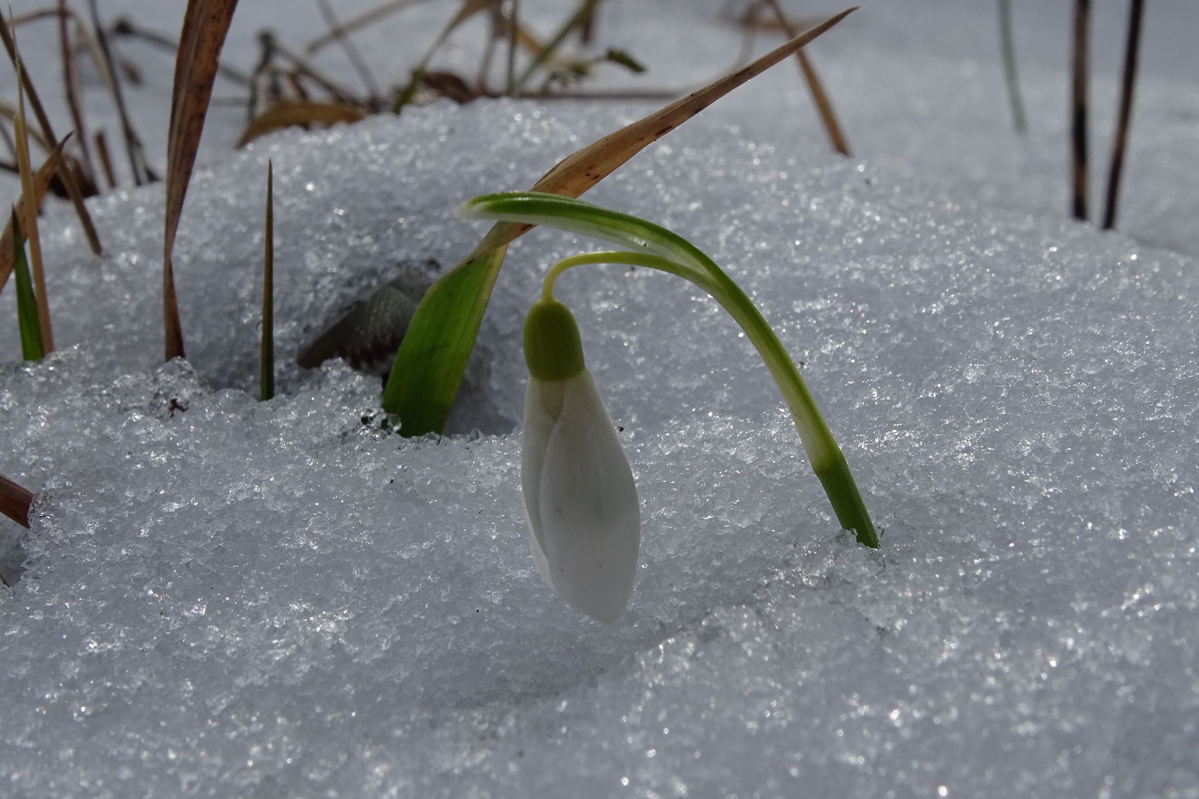DSC01357 spitzerberg, 2021-02-17, galanthus nivalis.JPG