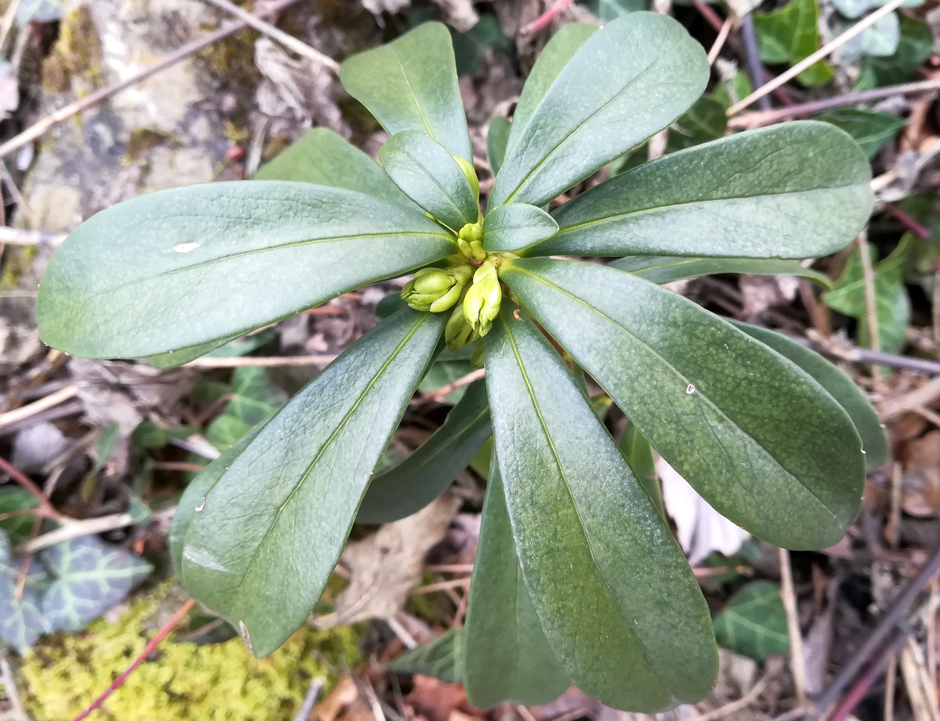 daphne laureola perchtoldsdorfer heide_20210220_121826.jpg