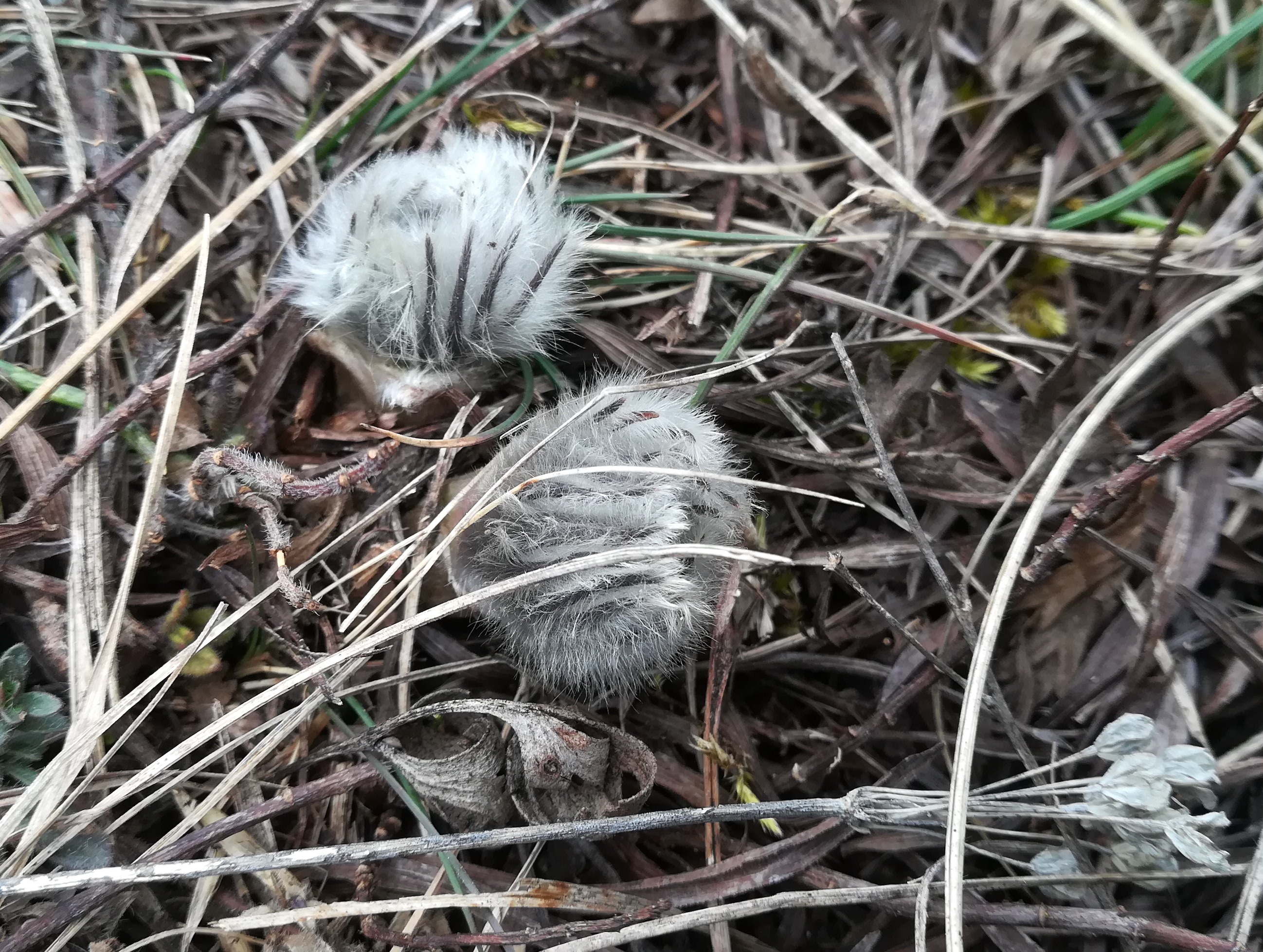 pulsatilla sp. perchtoldsdorfer heide_20210220_124808.jpg