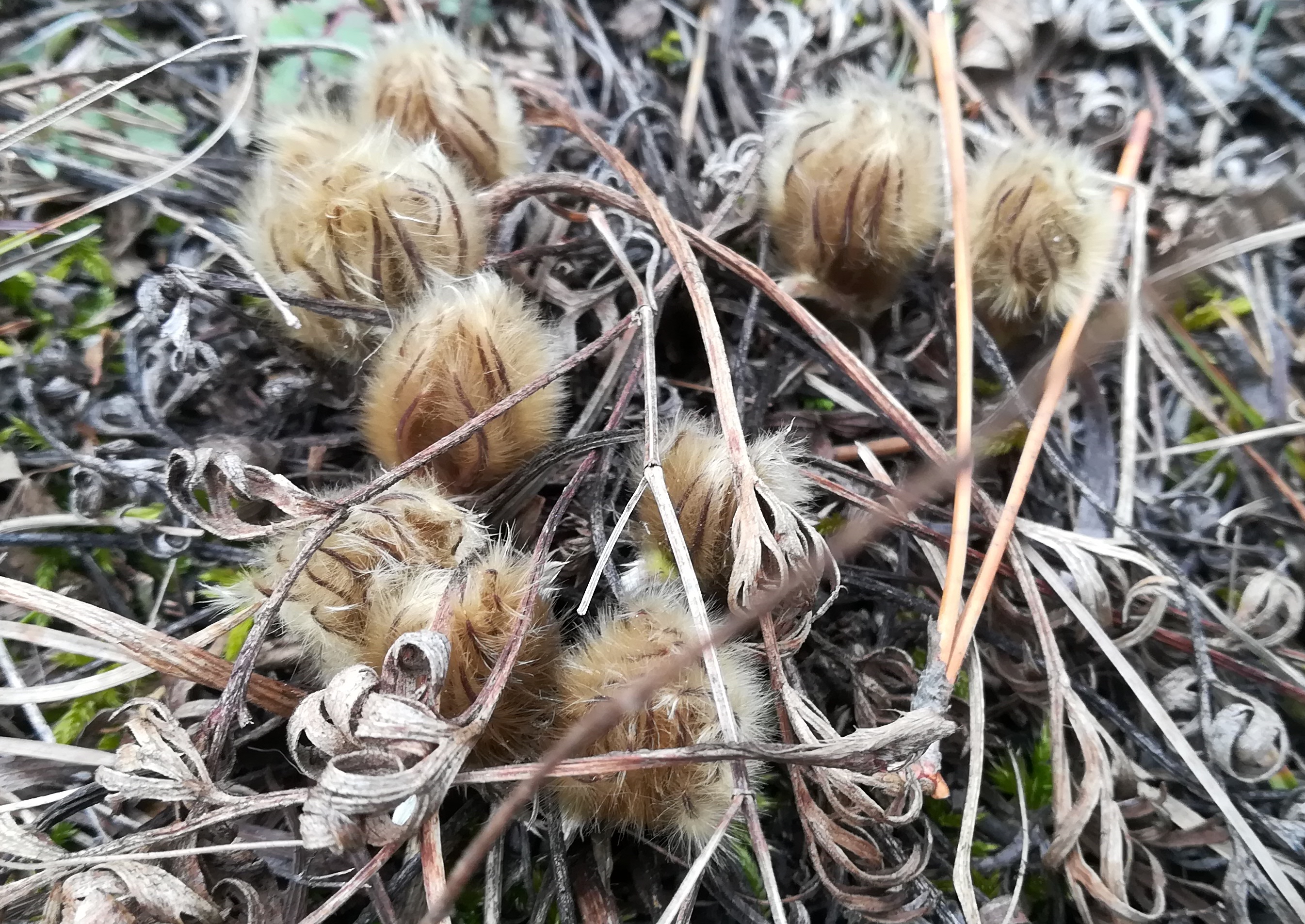 pulsatilla sp. perchtoldsdorfer heide_20210220_130439.jpg