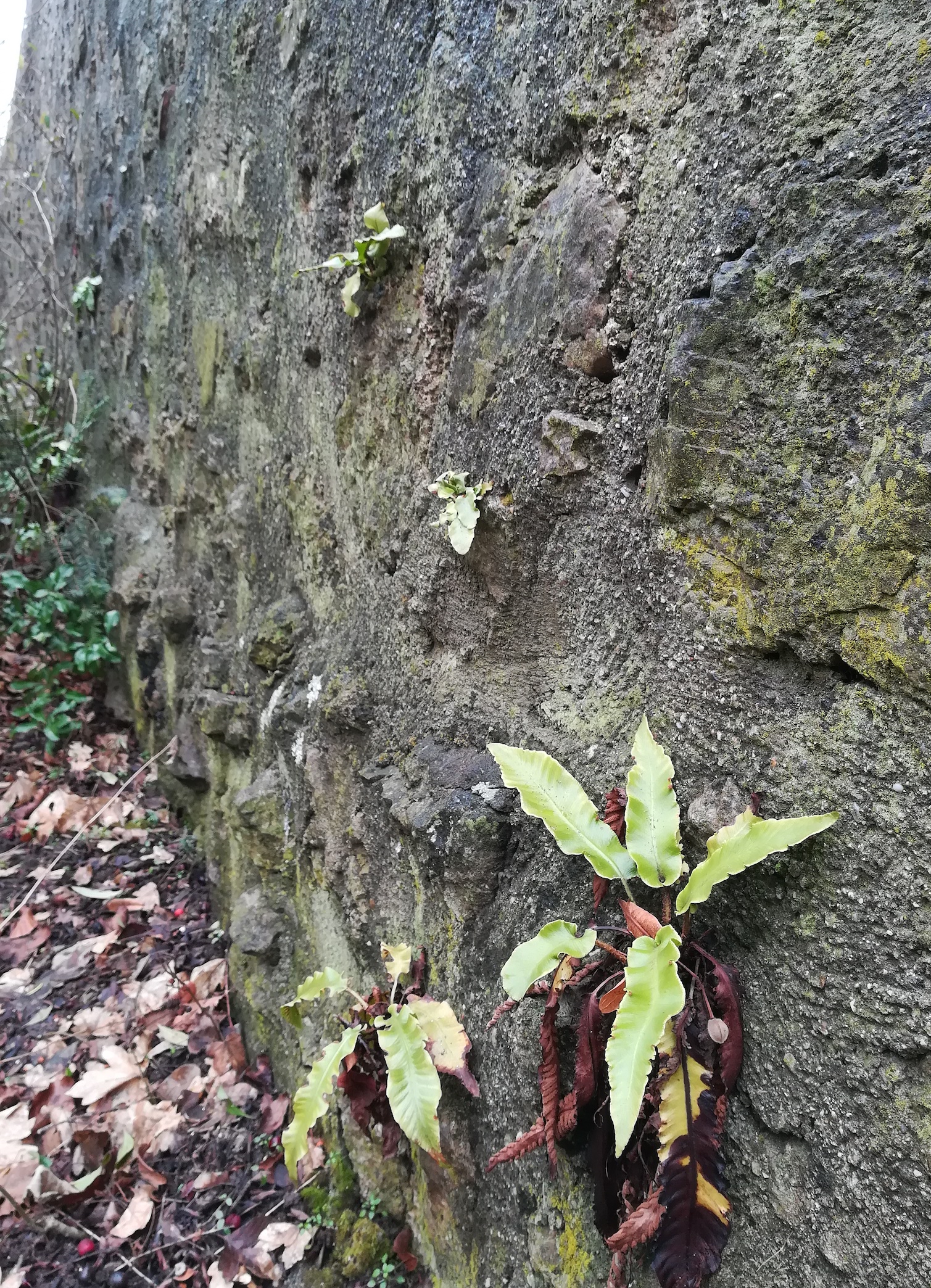 asplenium scolopendrium waldmühlgasse perchtoldsdorf_20210220_120807.jpg